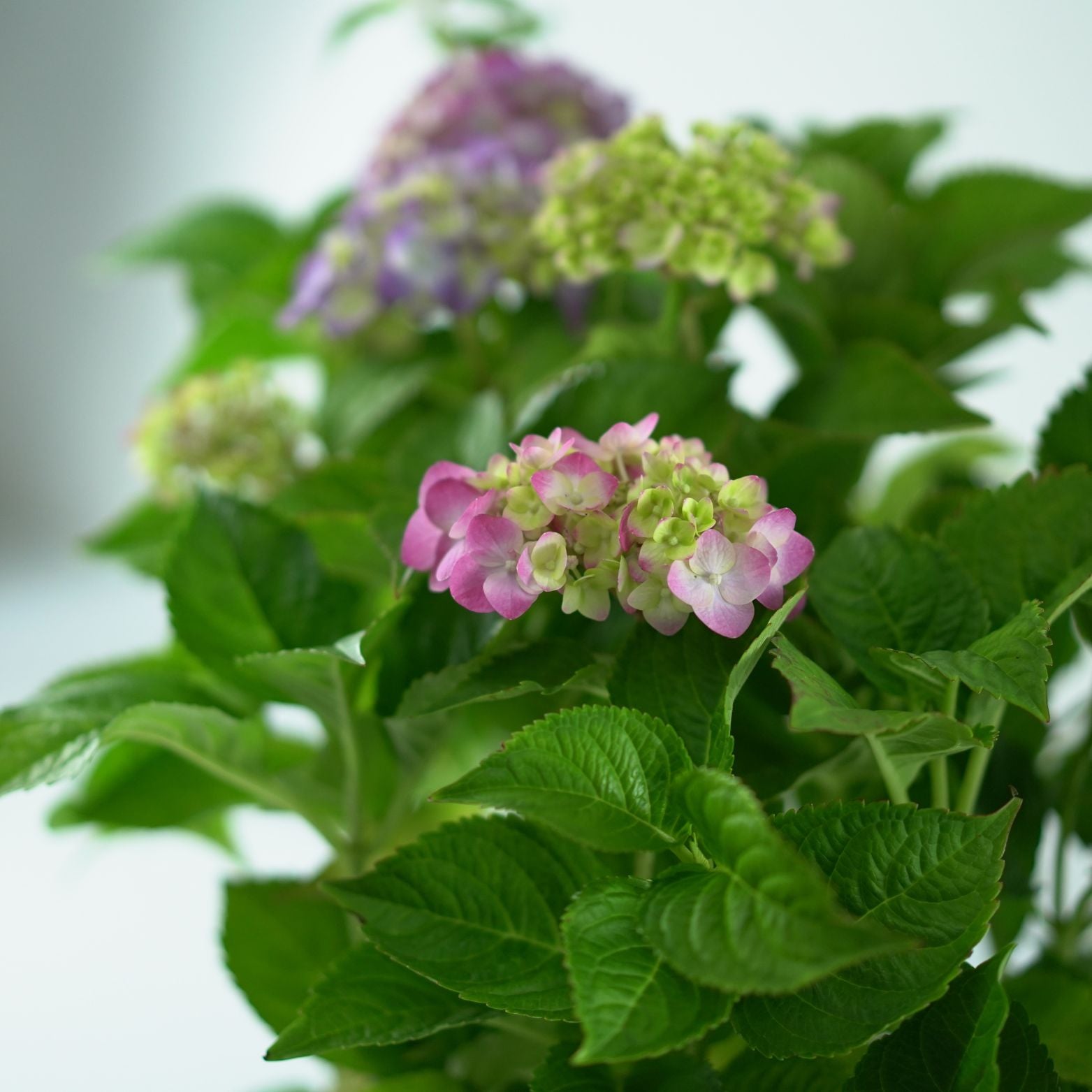 HYDRANGEA MACROPHYLLA 'ENDLESS SUMMER' Hortensja ogrodowa