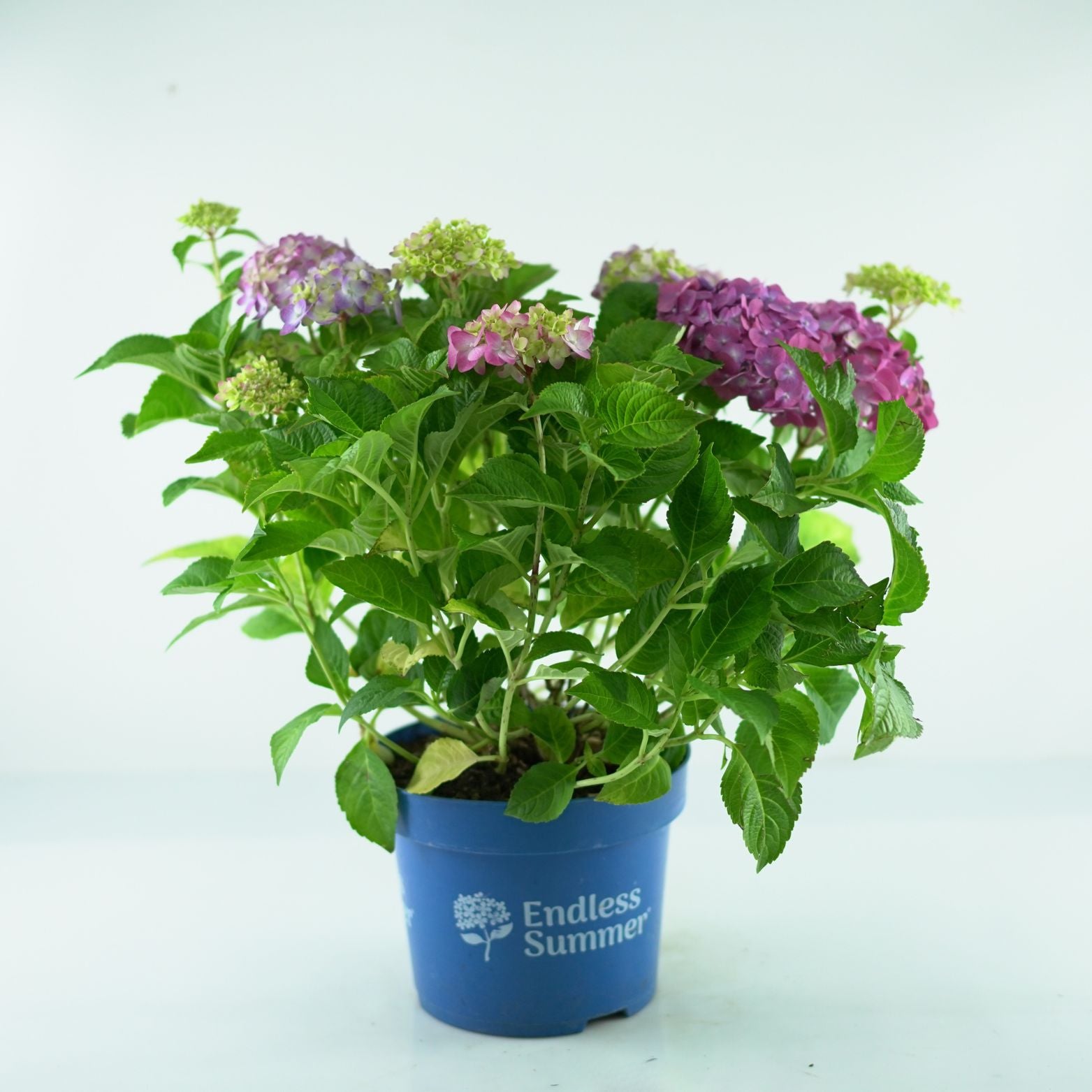 HYDRANGEA MACROPHYLLA 'ENDLESS SUMMER' Hortensja ogrodowa