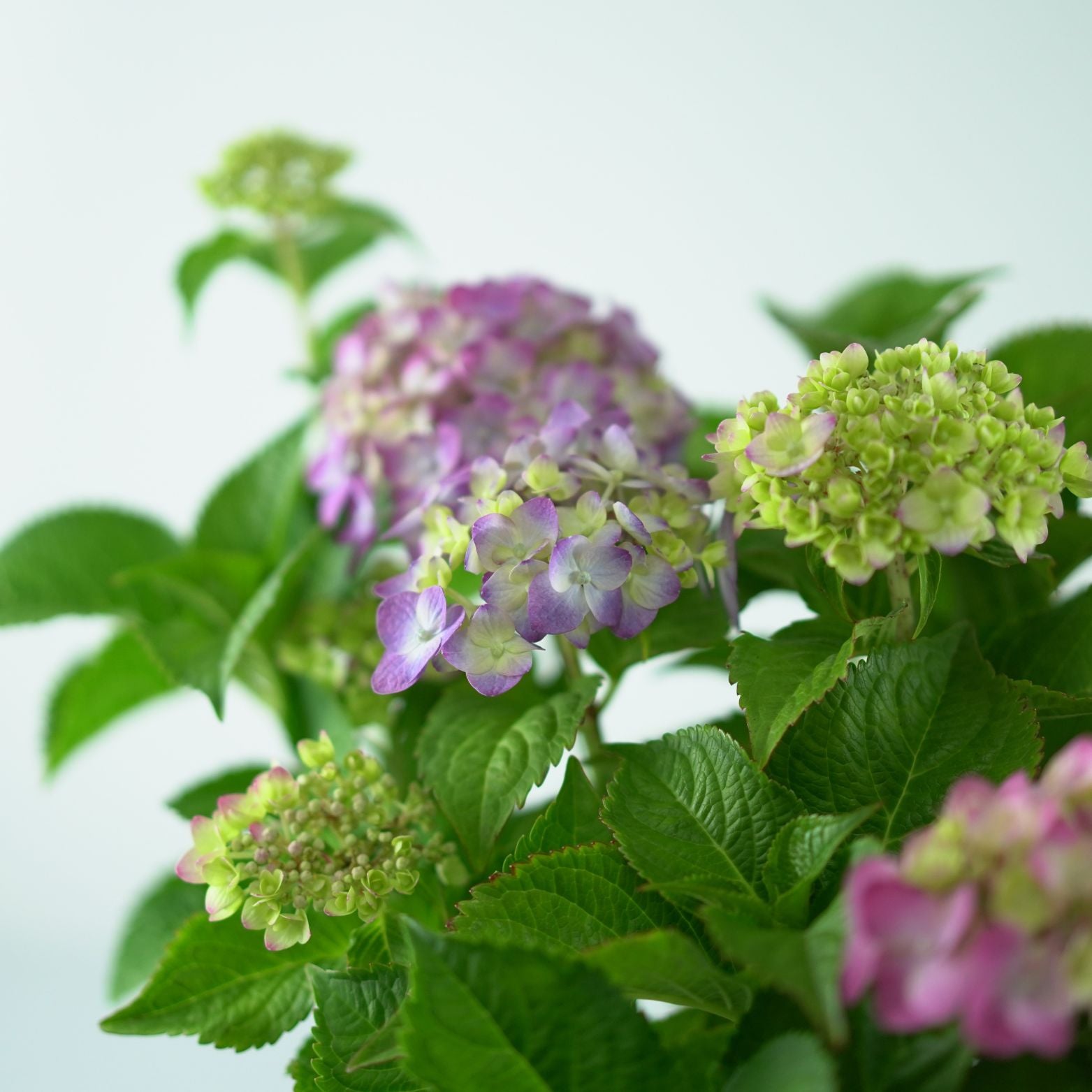 HYDRANGEA MACROPHYLLA 'ENDLESS SUMMER' Hortensja ogrodowa