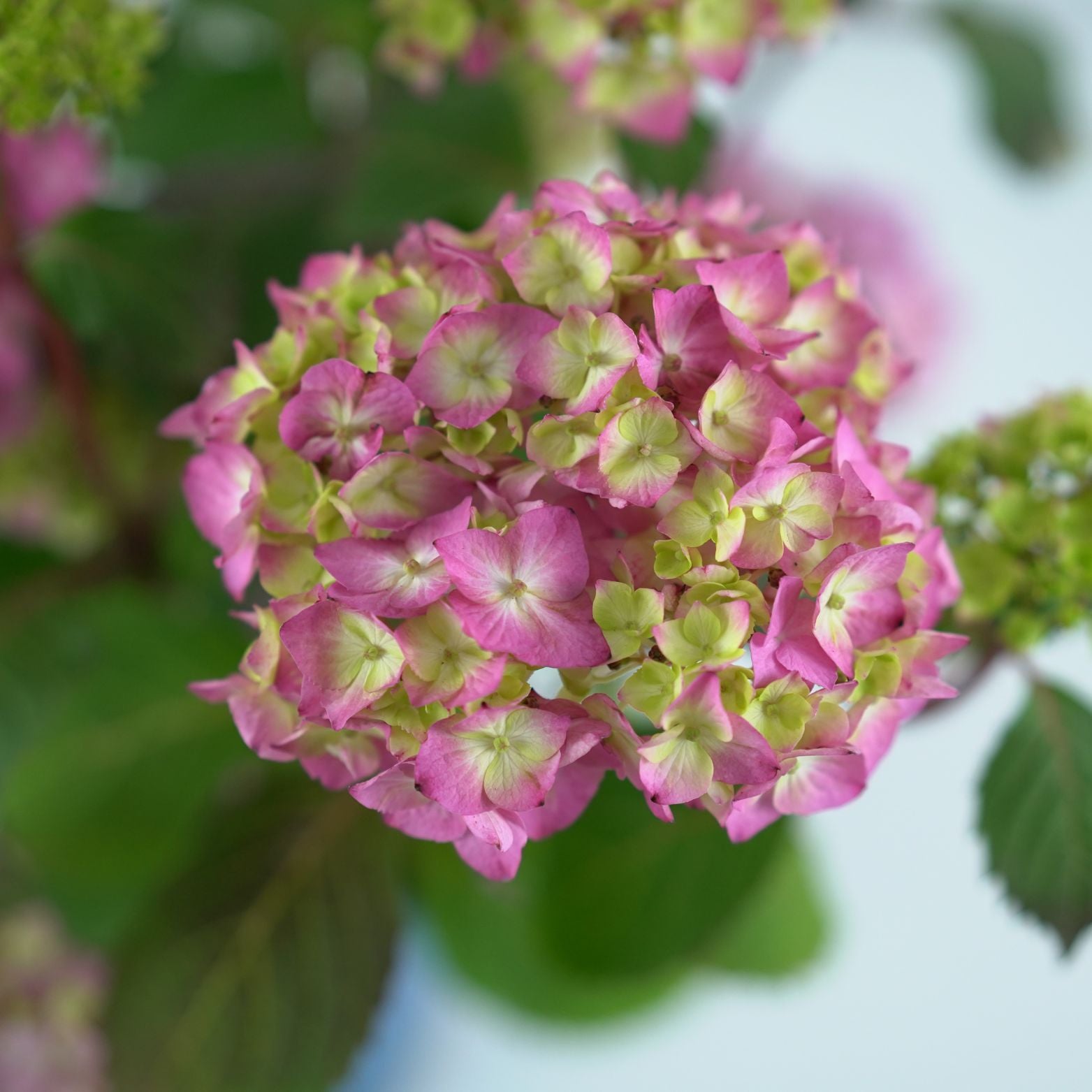 HYDRANGEA MACROPHYLLA 'ENDLESS SUMMER' Hortensja ogrodowa