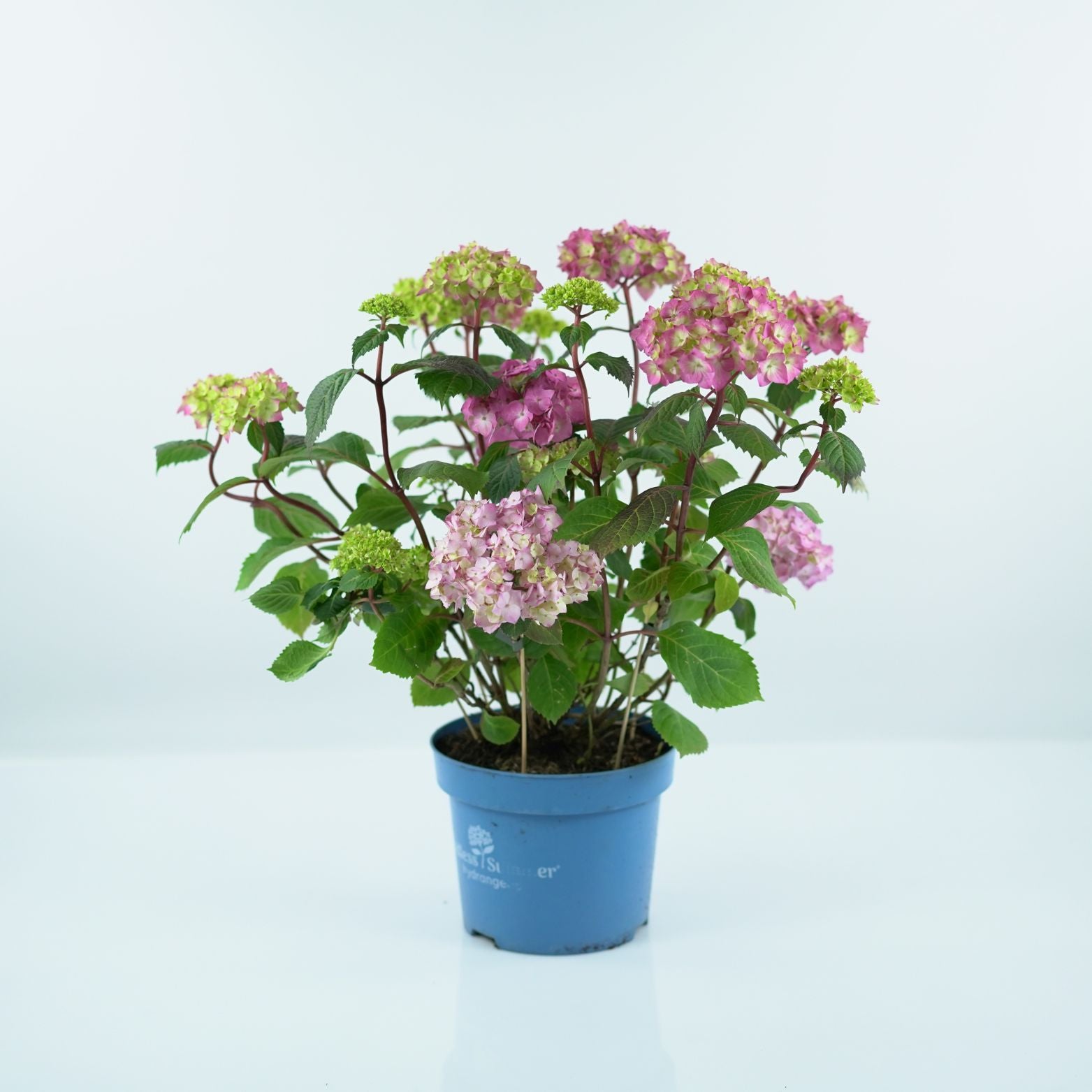 HYDRANGEA MACROPHYLLA 'ENDLESS SUMMER' Hortensja ogrodowa