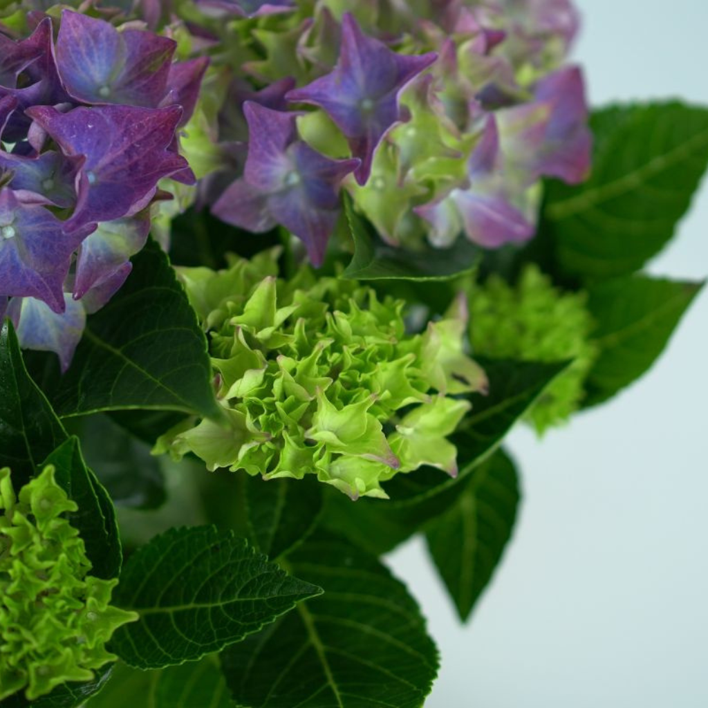 HYDRANGEA MACROPHYLLA Hortensja ogrodowa