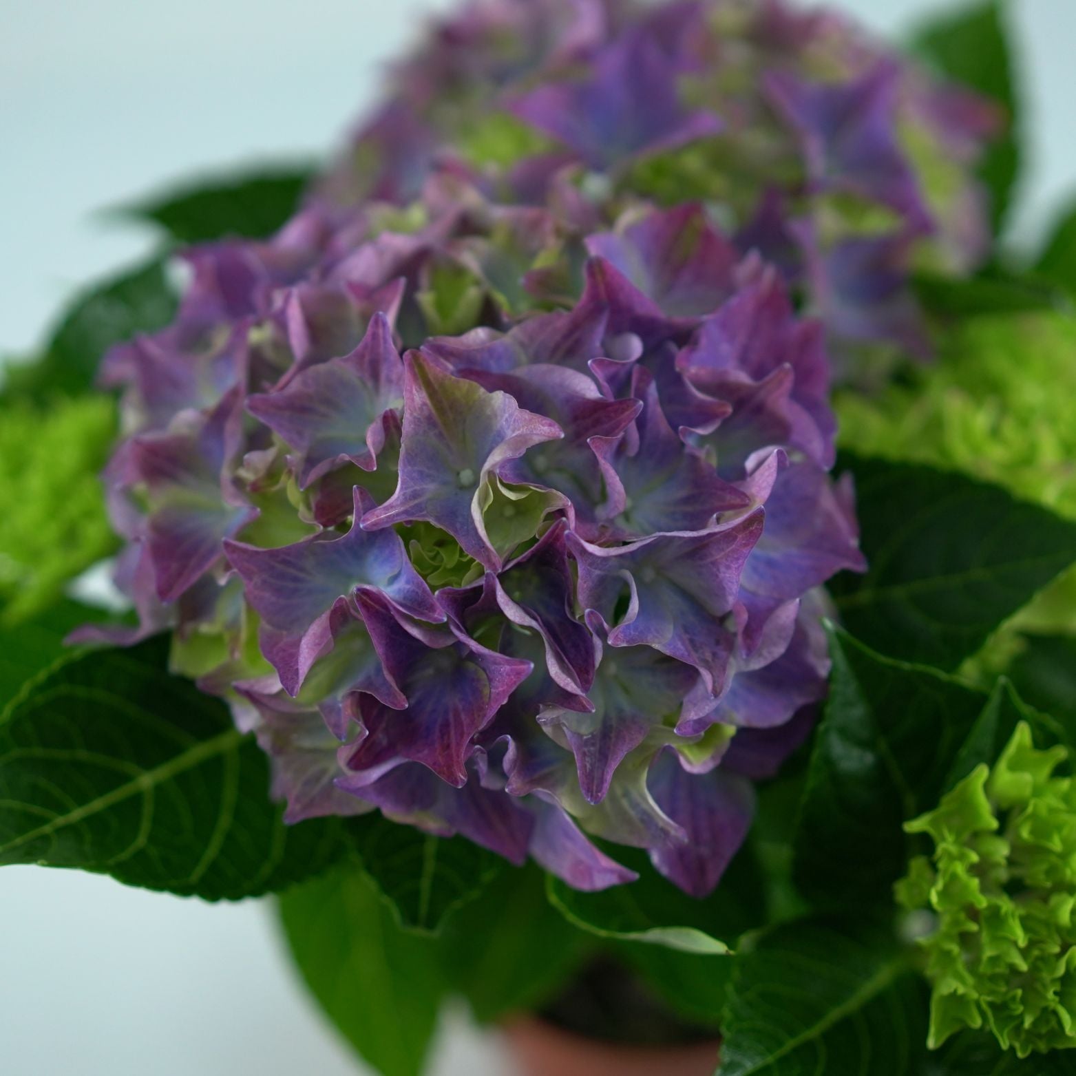 HYDRANGEA MACROPHYLLA Hortensja ogrodowa