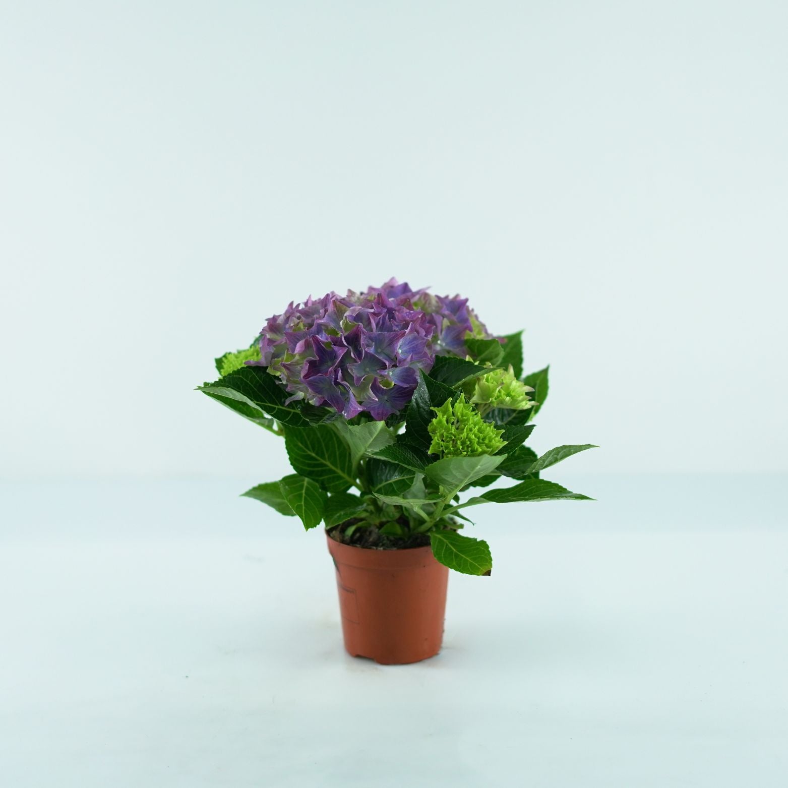 HYDRANGEA MACROPHYLLA Hortensja ogrodowa
