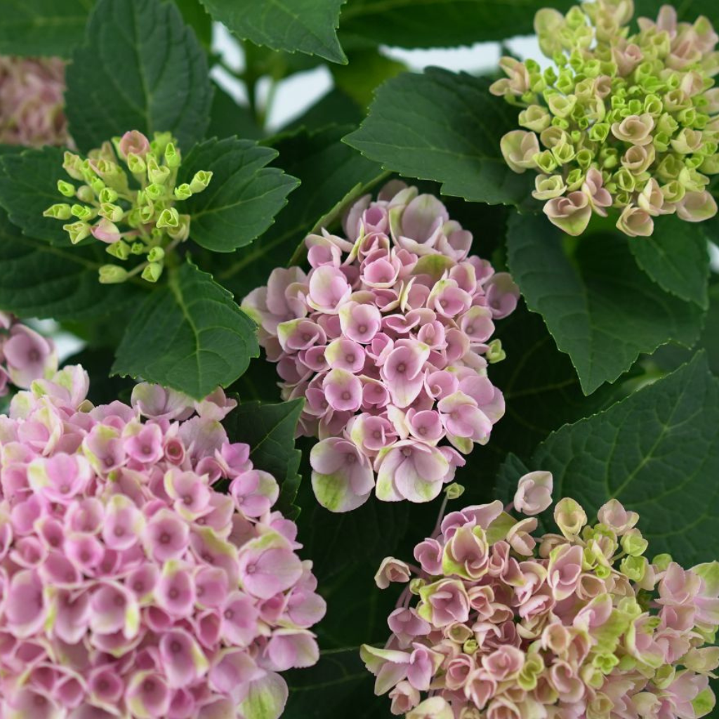 HYDRANGEA MACROPHYLLA 'MAGICAL FOUR SEASONS' Hortensja ogrodowa