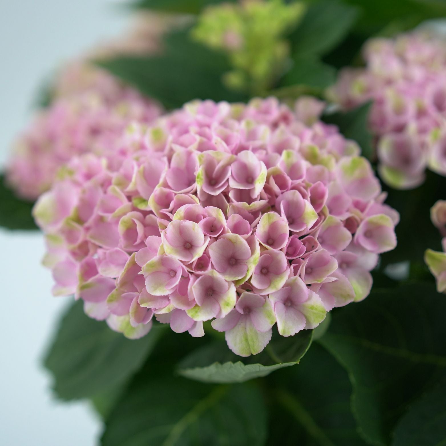 HYDRANGEA MACROPHYLLA 'MAGICAL FOUR SEASONS' Hortensja ogrodowa