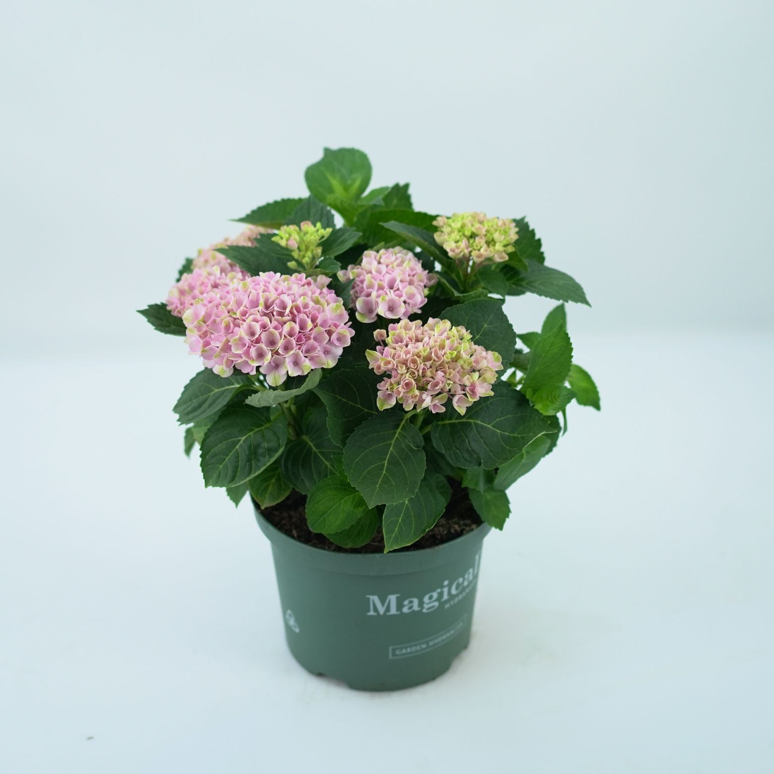 HYDRANGEA MACROPHYLLA 'MAGICAL FOUR SEASONS' Hortensja ogrodowa