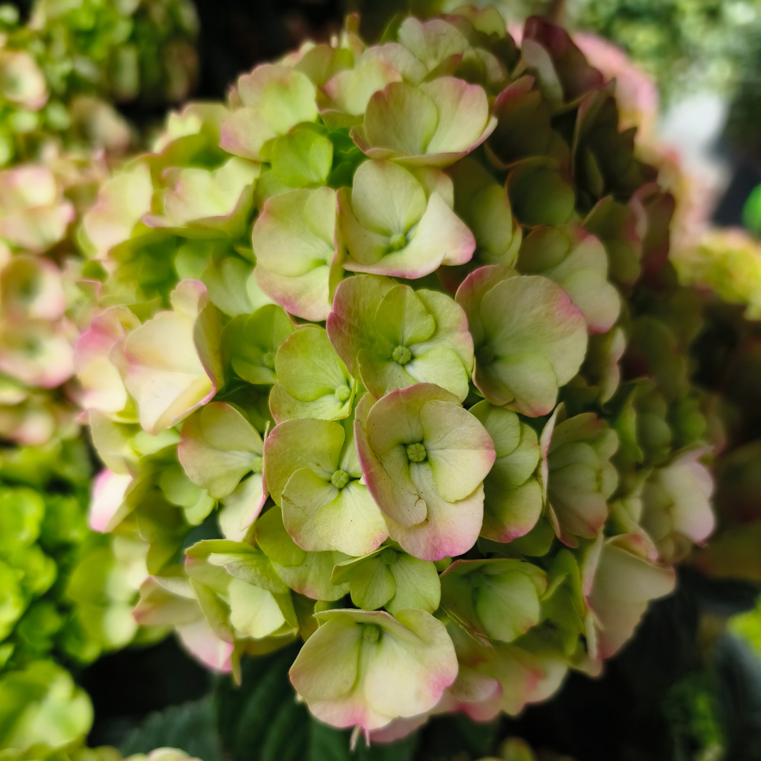 HYDRANGEA MACROPHYLLA MOPHEAD Hortensja ogrodowa