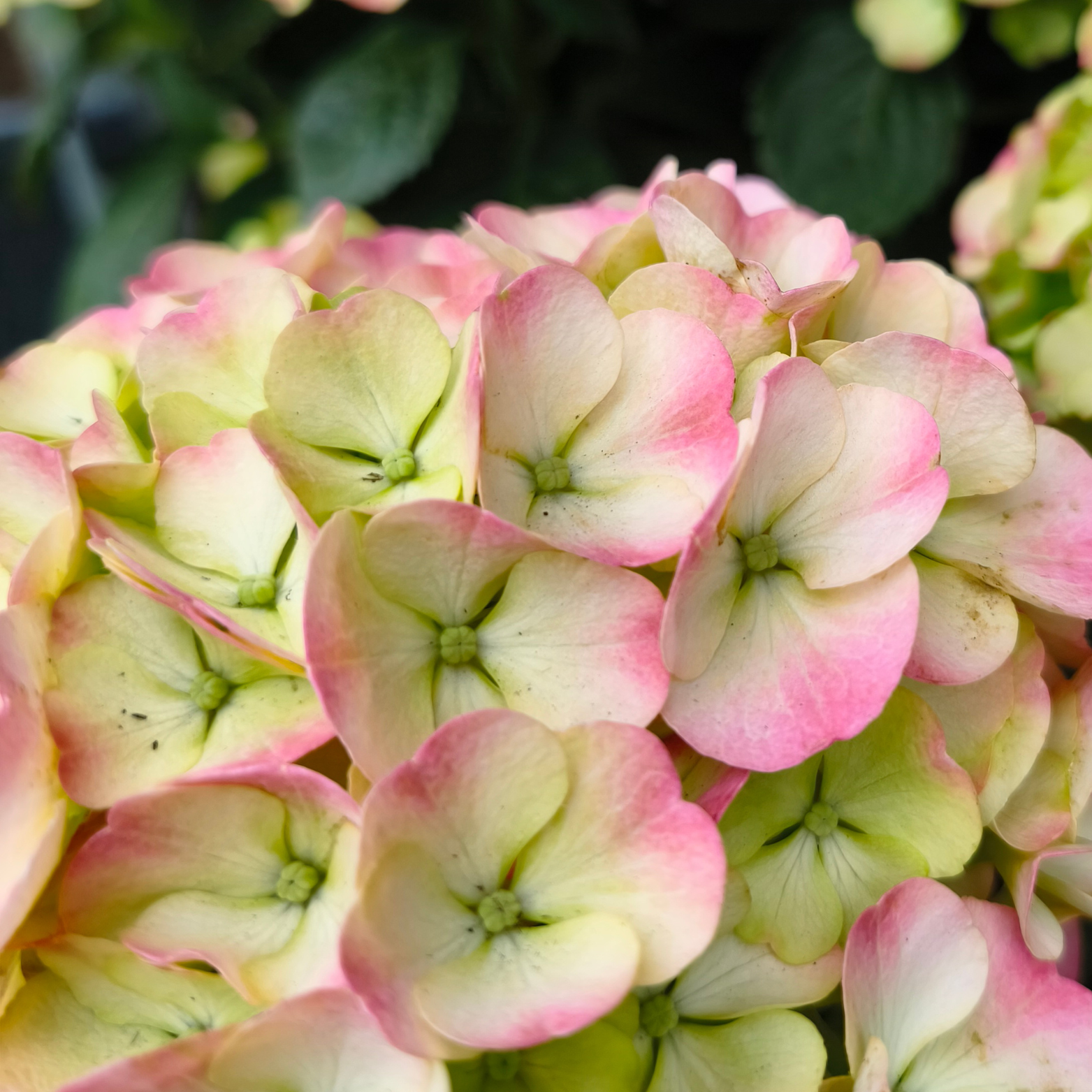 HYDRANGEA MACROPHYLLA MOPHEAD Hortensja ogrodowa