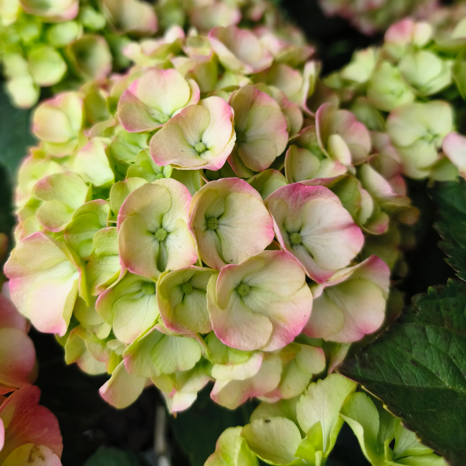 HYDRANGEA MACROPHYLLA MOPHEAD Hortensja ogrodowa