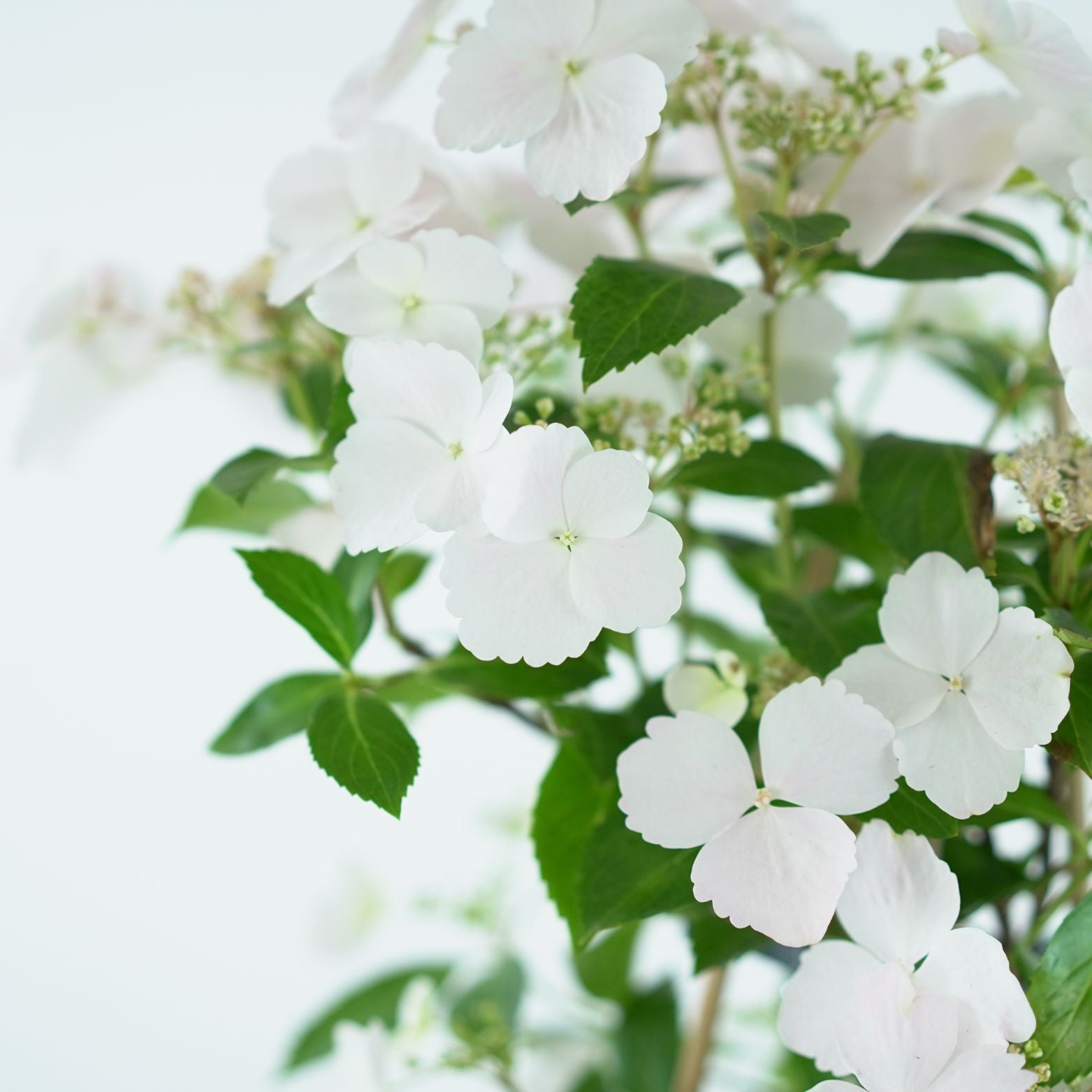 HYDRANGEA MACROPHYLLA 'RUNAWAY BRIDE' Hortensja ogrodowa