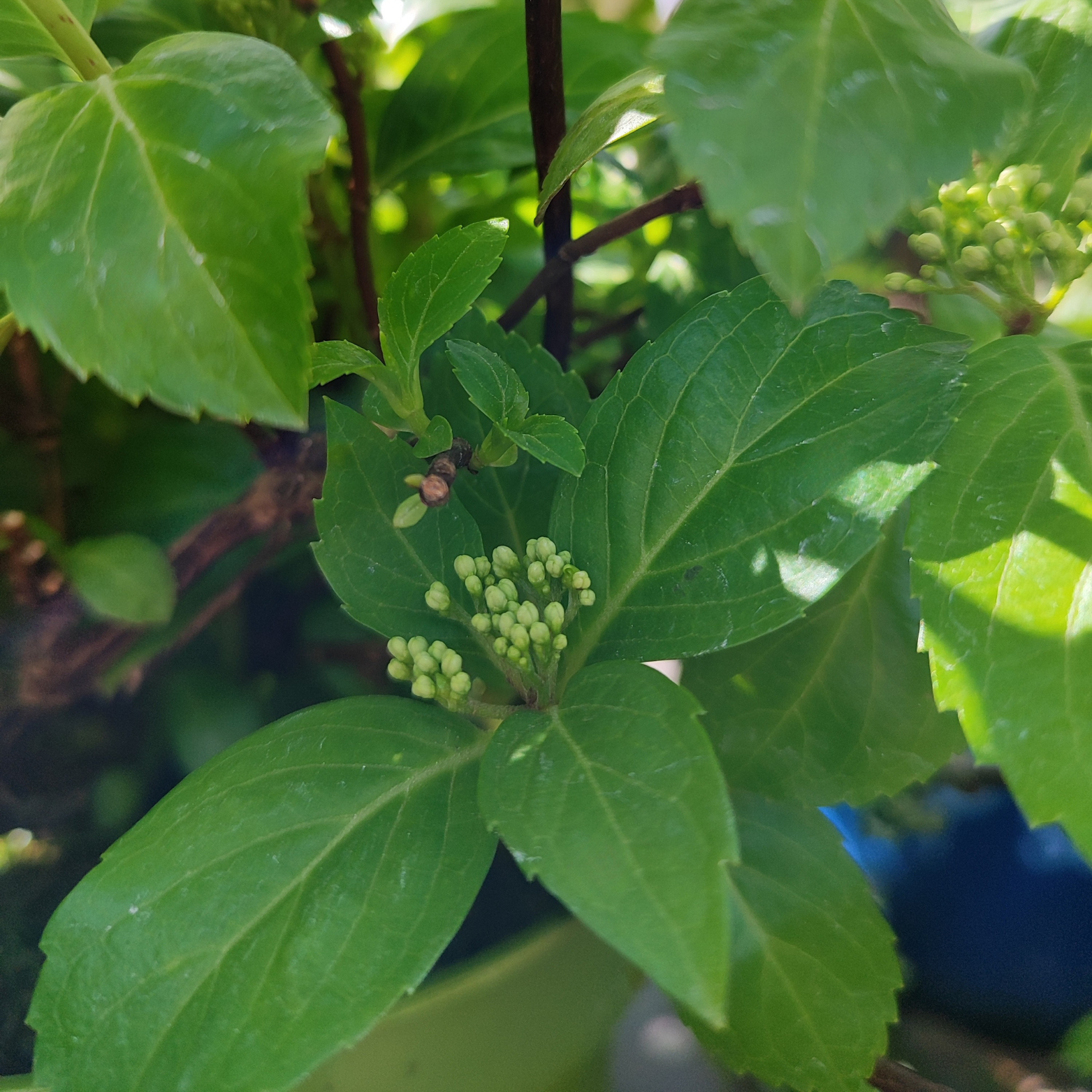 HYDRANGEA MACROPHYLLA 'RUNAWAY BRIDE' Hortensja ogrodowa