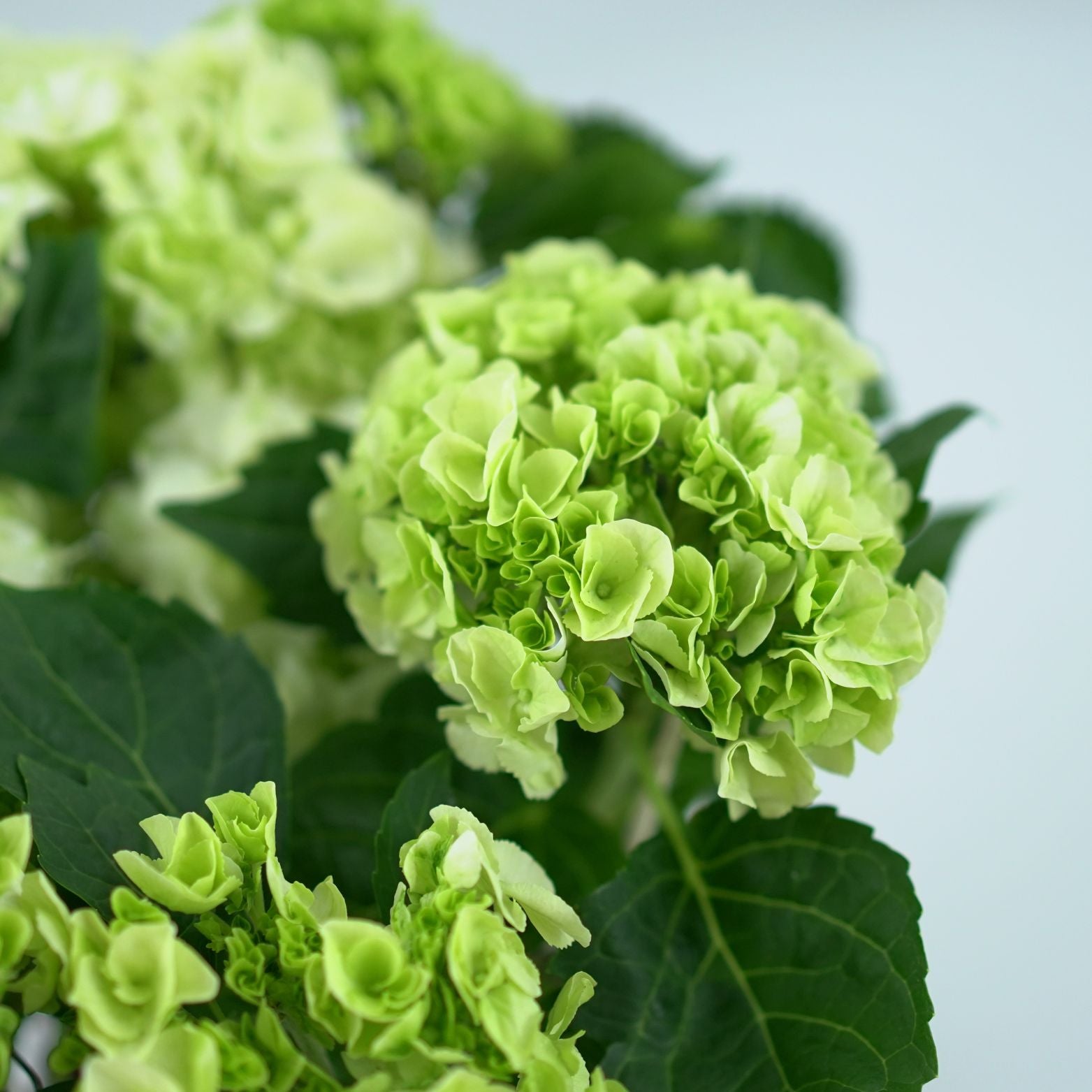 HYDRANGEA MACROPHYLLA 'SCHNEEBALL' Hortensja ogrodowa