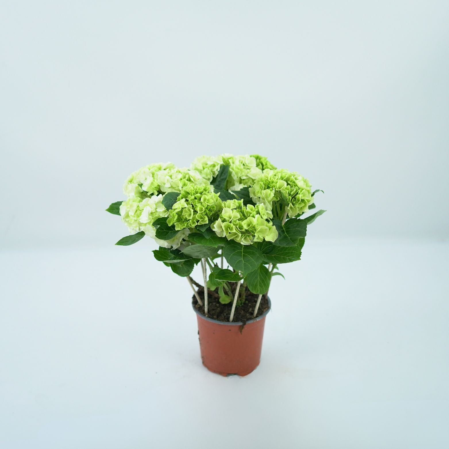 HYDRANGEA MACROPHYLLA 'SCHNEEBALL' Hortensja ogrodowa