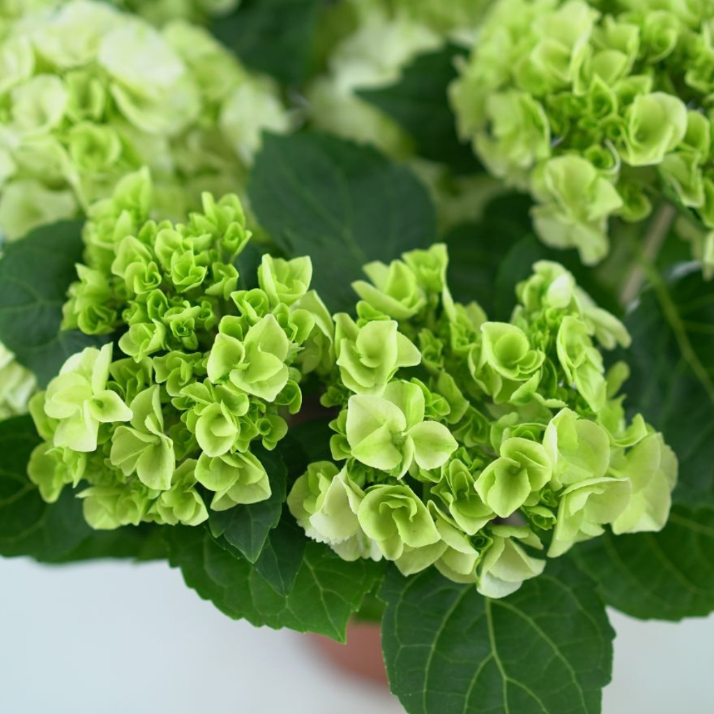 HYDRANGEA MACROPHYLLA 'SCHNEEBALL' Hortensja ogrodowa