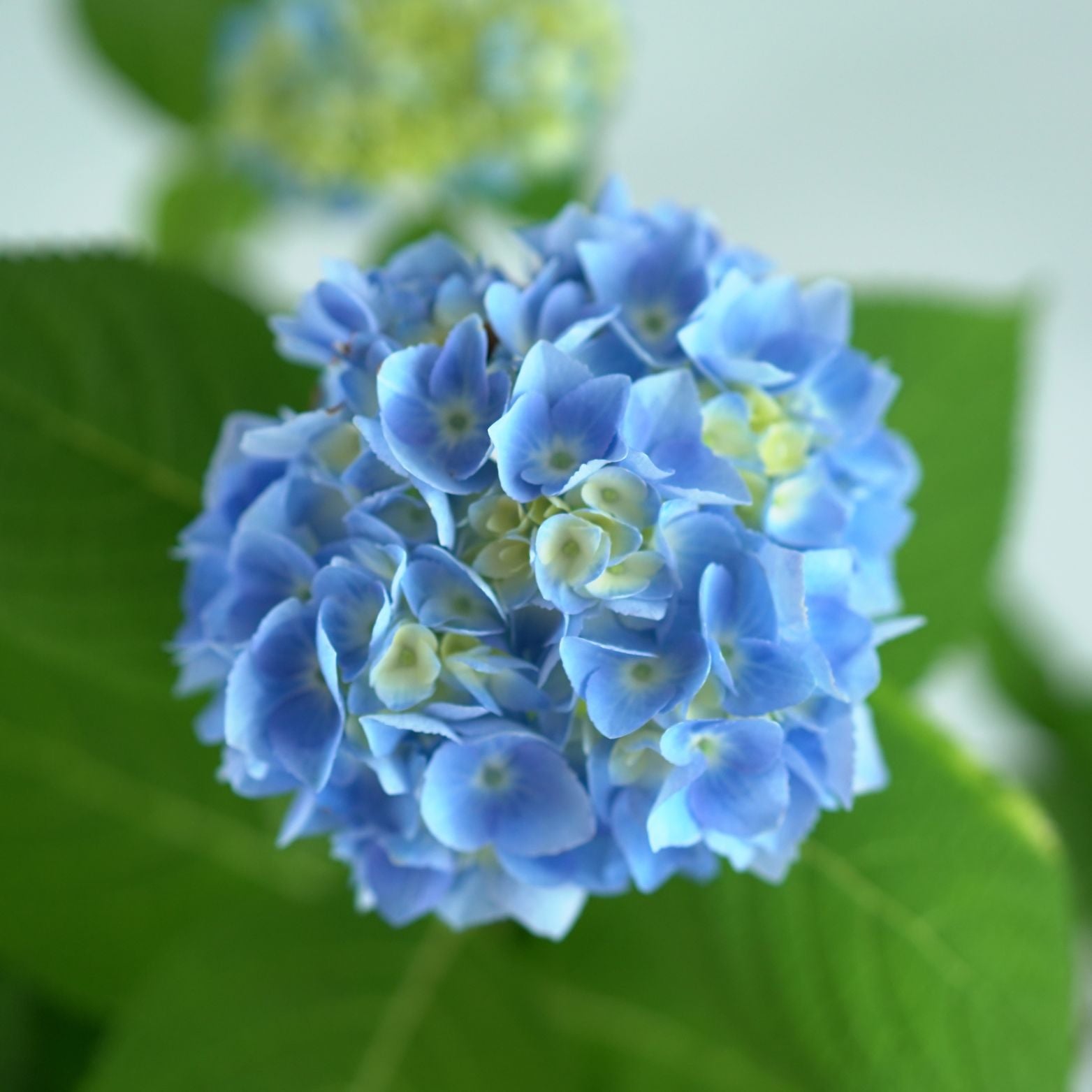 HYDRANGEA MACROPHYLLA 'THE ORIGINAL' Hortensja