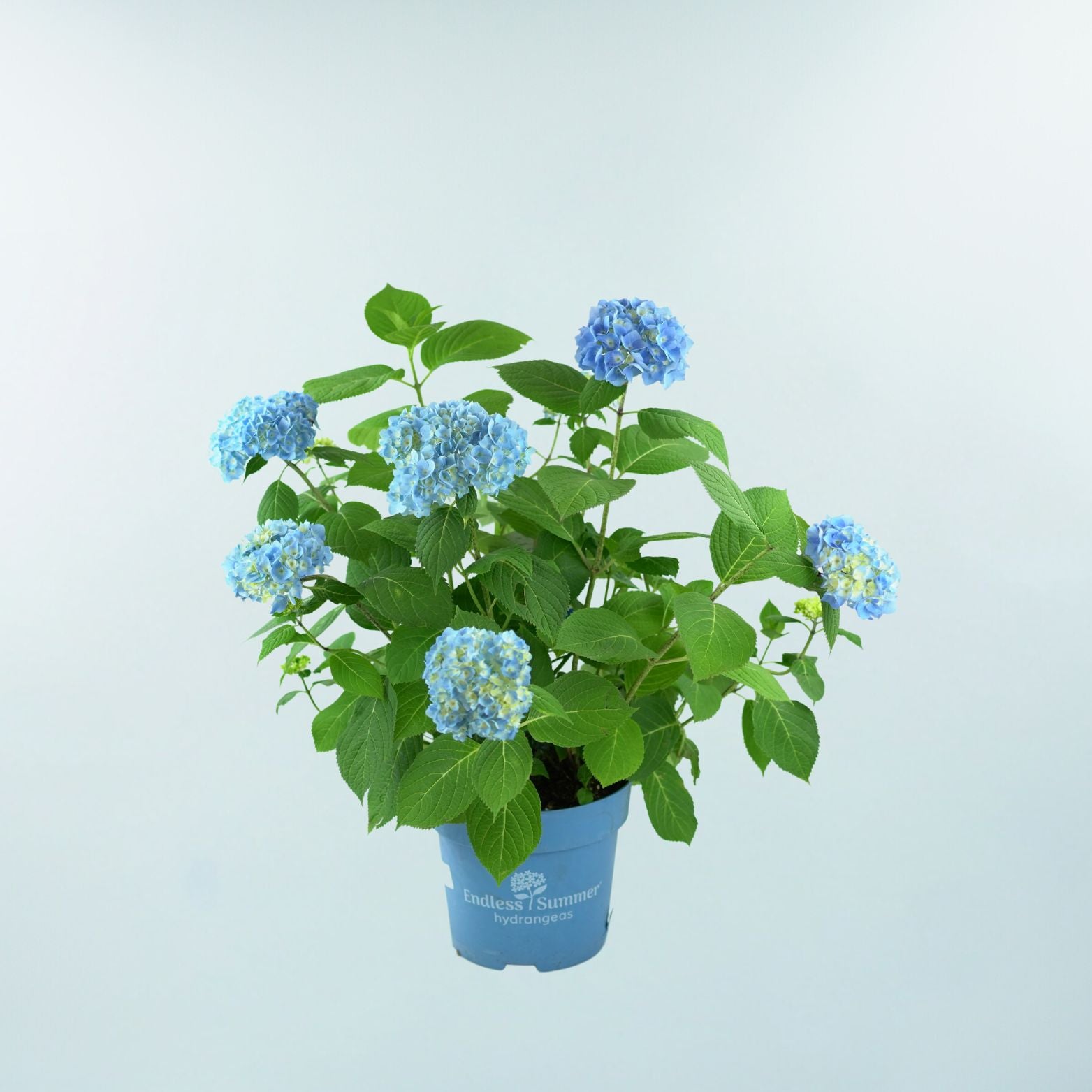 HYDRANGEA MACROPHYLLA 'THE ORIGINAL' Hortensja