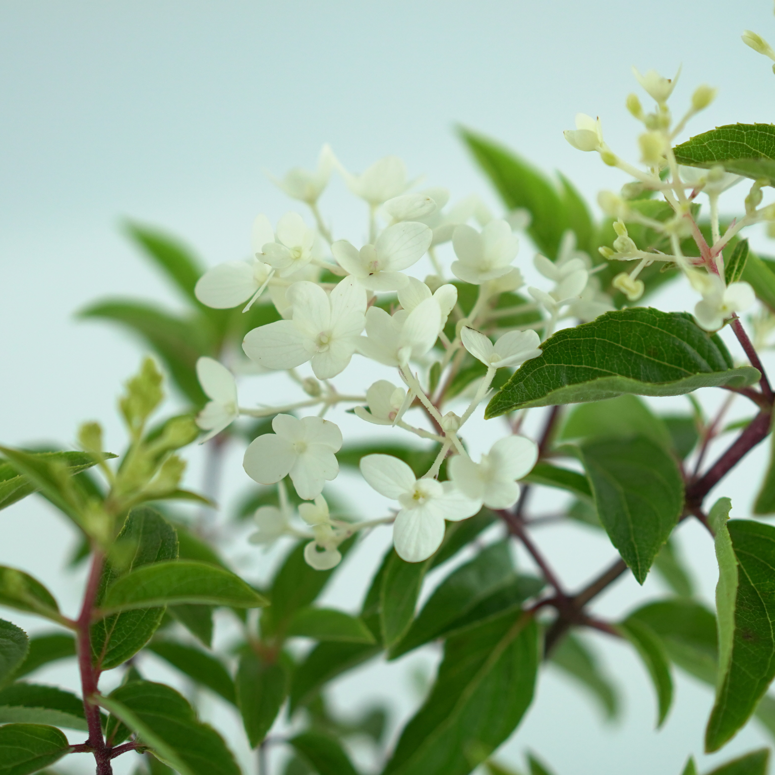 HYDRANGEA PANICULATA 'GROUNDBREAKER® BLUSH™' Okrywowa Hortensja bukietowa
