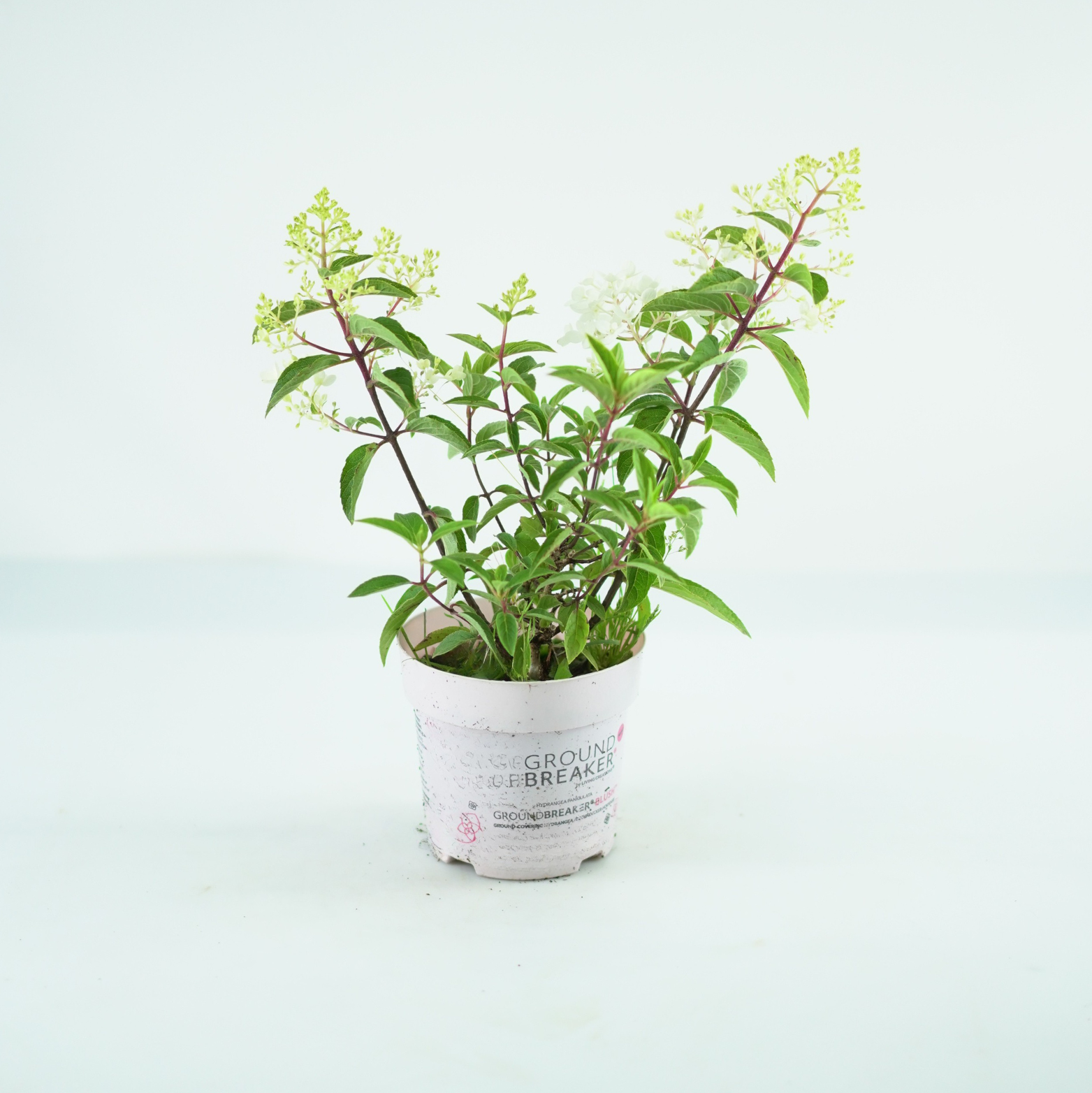 HYDRANGEA PANICULATA 'GROUNDBREAKER® BLUSH™' Okrywowa Hortensja bukietowa