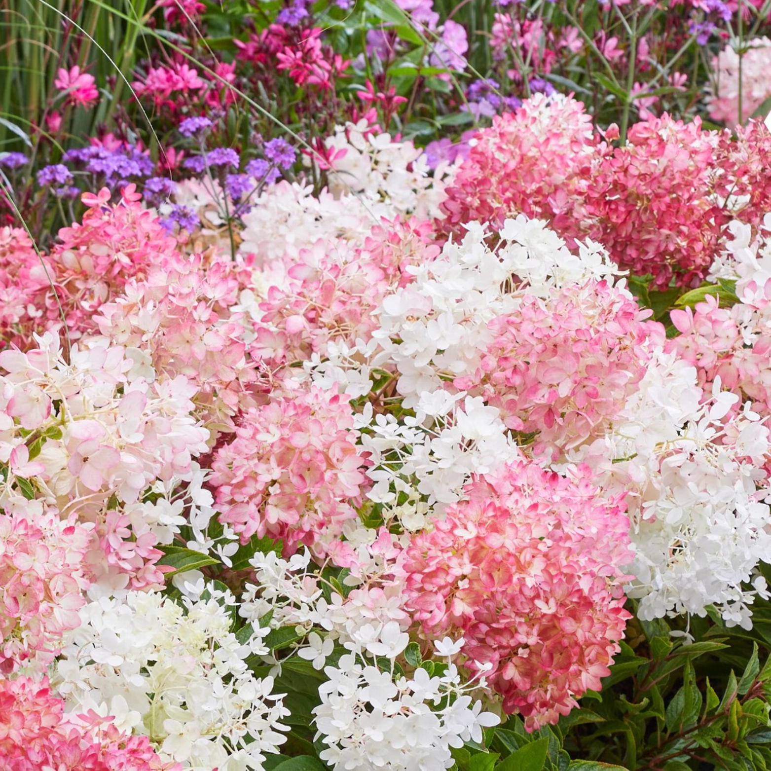 hydrangea paniculata Groundbreaker Blush - zdjęcie ze szkółki Szmit