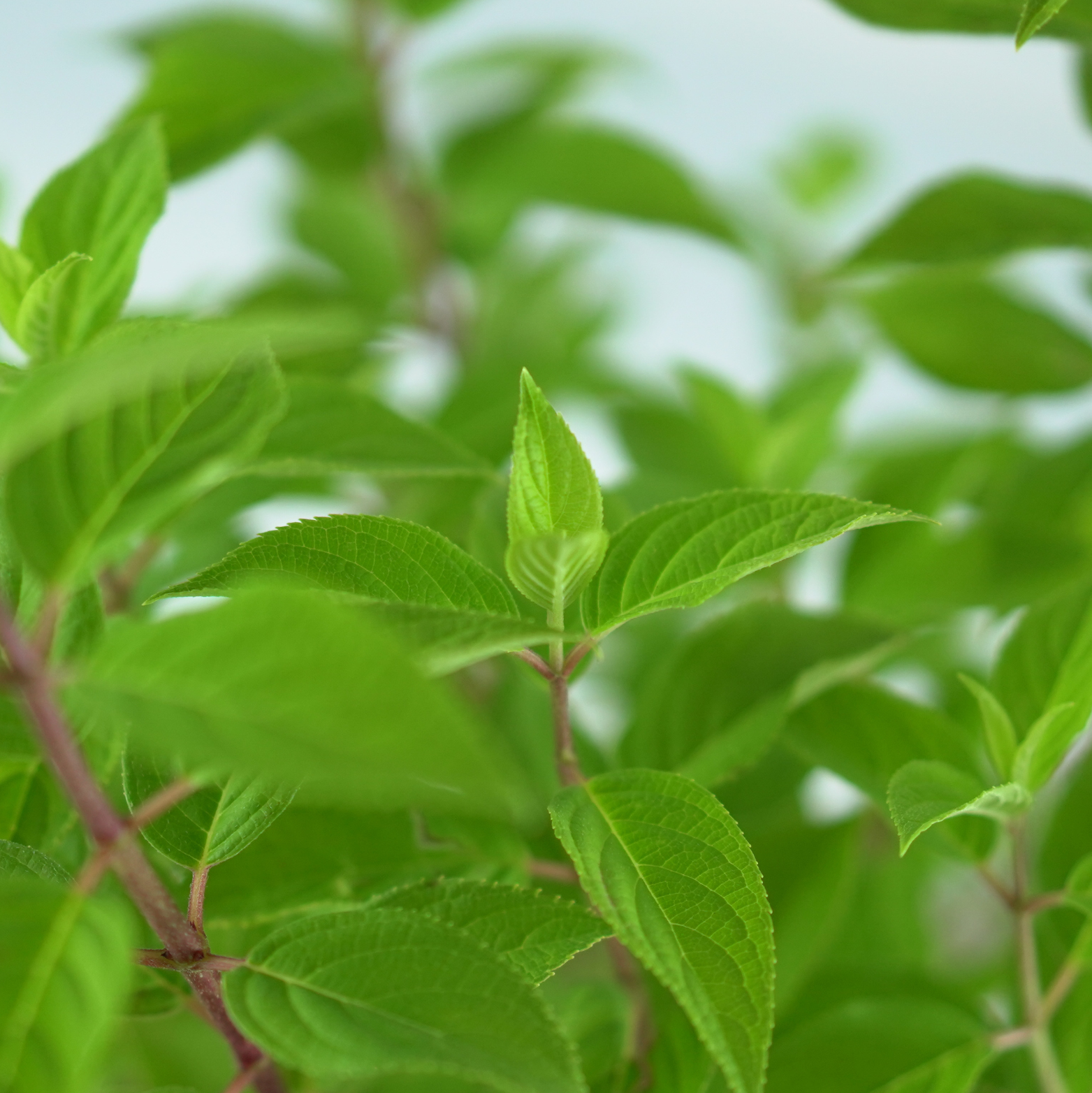 HYDRANGEA PANICULATA 'LIMELIGHT'