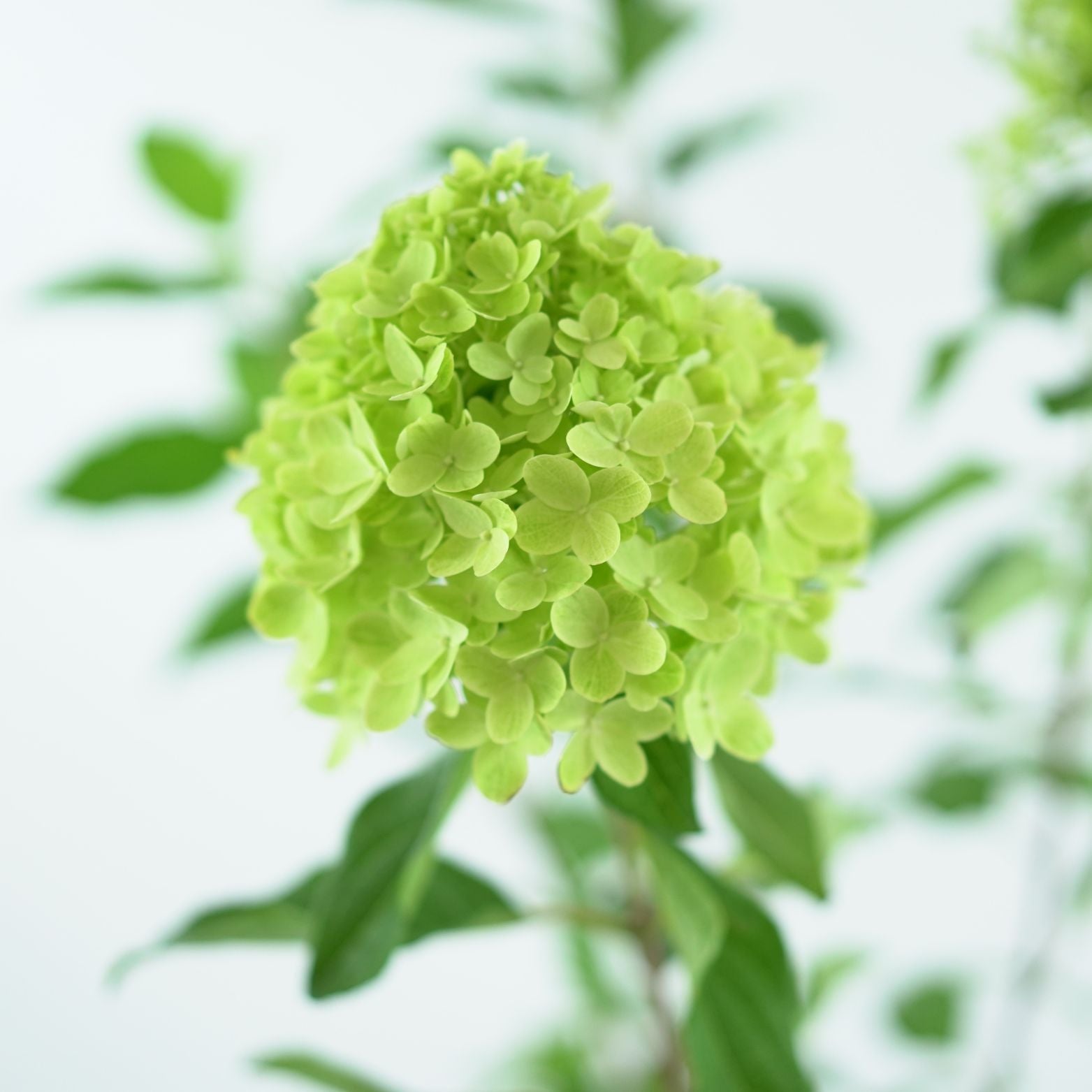 HYDRANGEA PANICULATA 'LITTLE FRESCO' Hortensja bukietowa