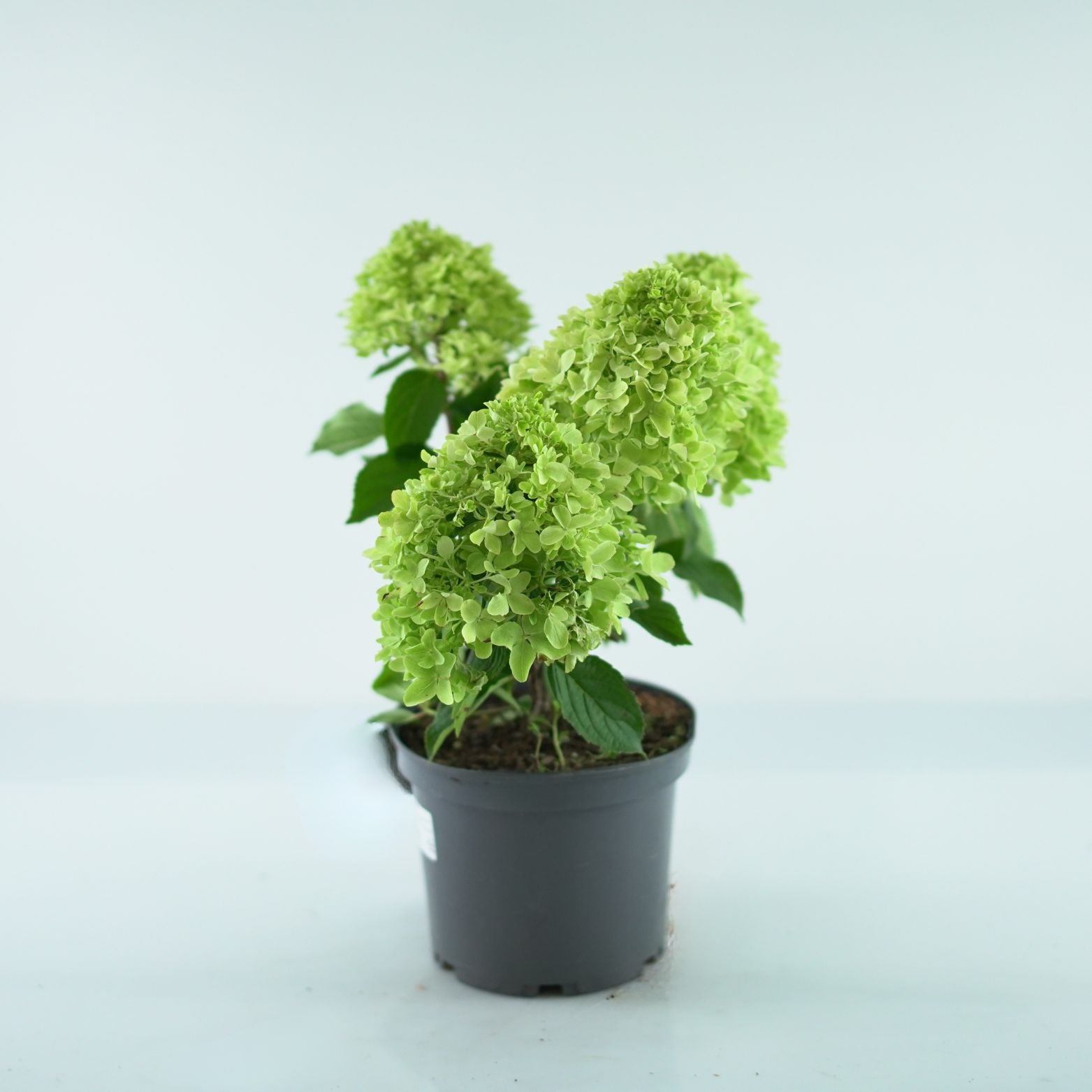 HYDRANGEA PANICULATA 'LITTLE FRESCO' Hortensja bukietowa