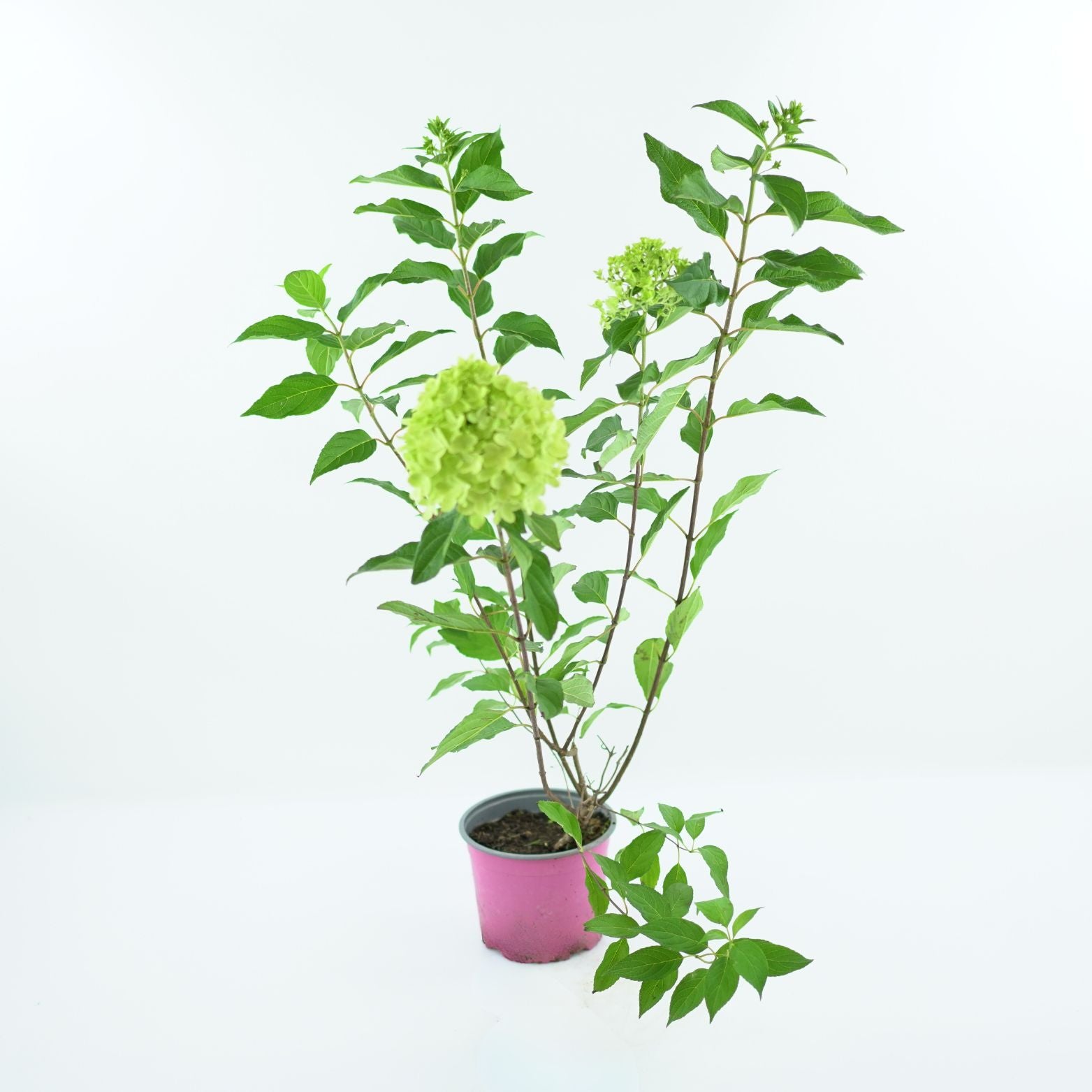 HYDRANGEA PANICULATA 'LITTLE FRESCO' Hortensja bukietowa
