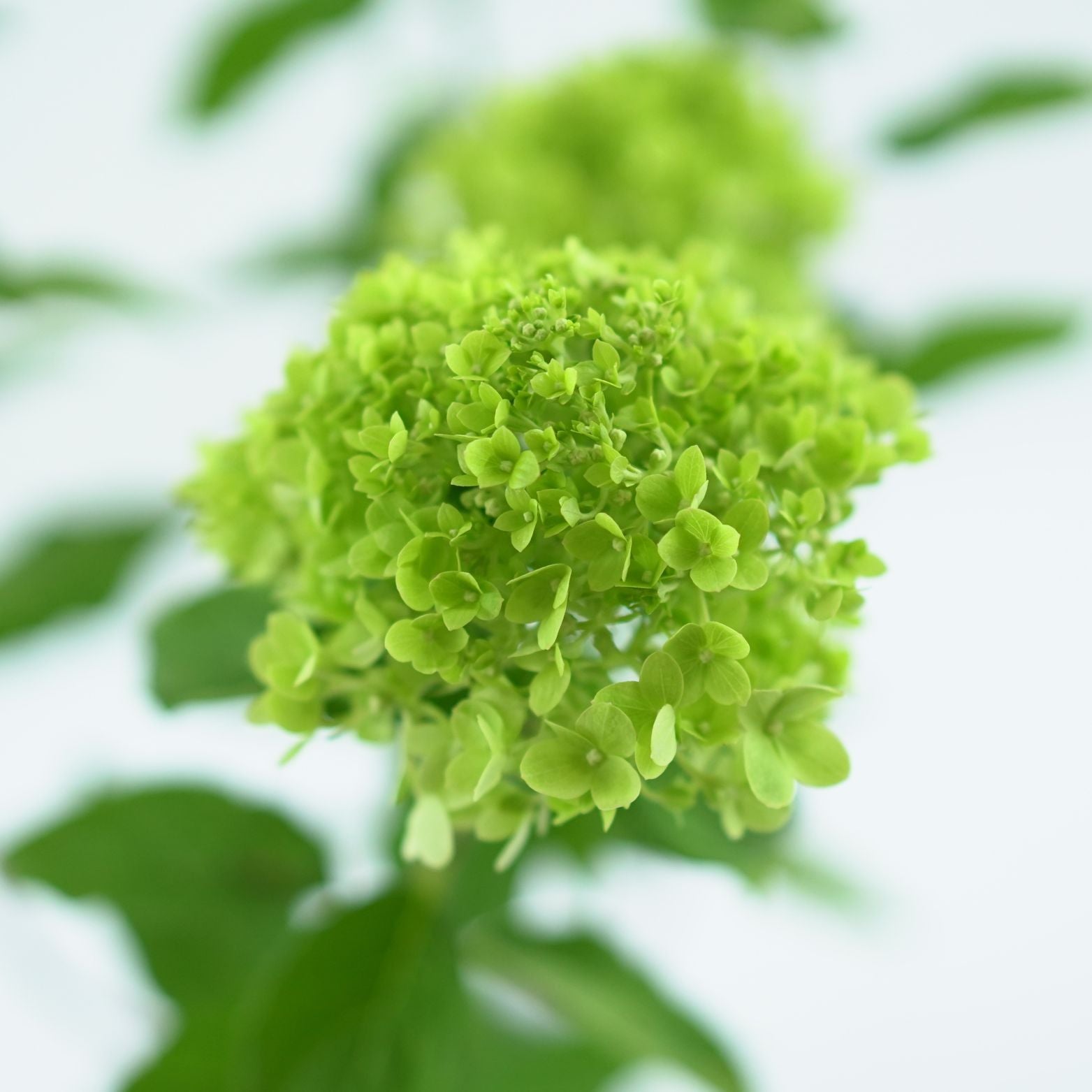 HYDRANGEA PANICULATA 'MOJITO' Hortensja bukietowa 2