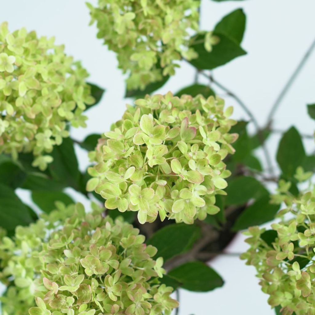 HYDRANGEA PANICULATA 'PINKLIGHT' Hortensja bukietowa