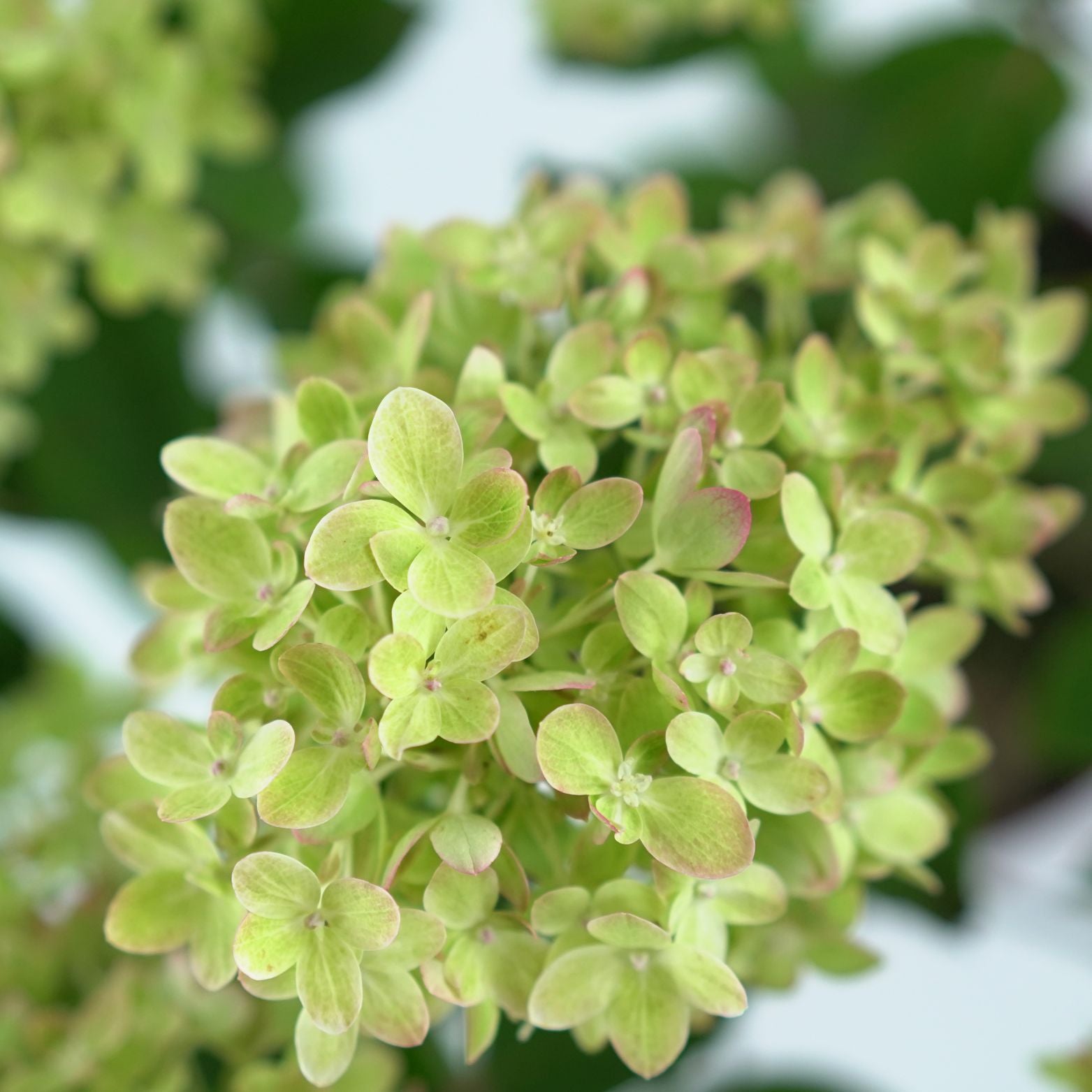 HYDRANGEA PANICULATA 'PINKLIGHT' Hortensja bukietowa