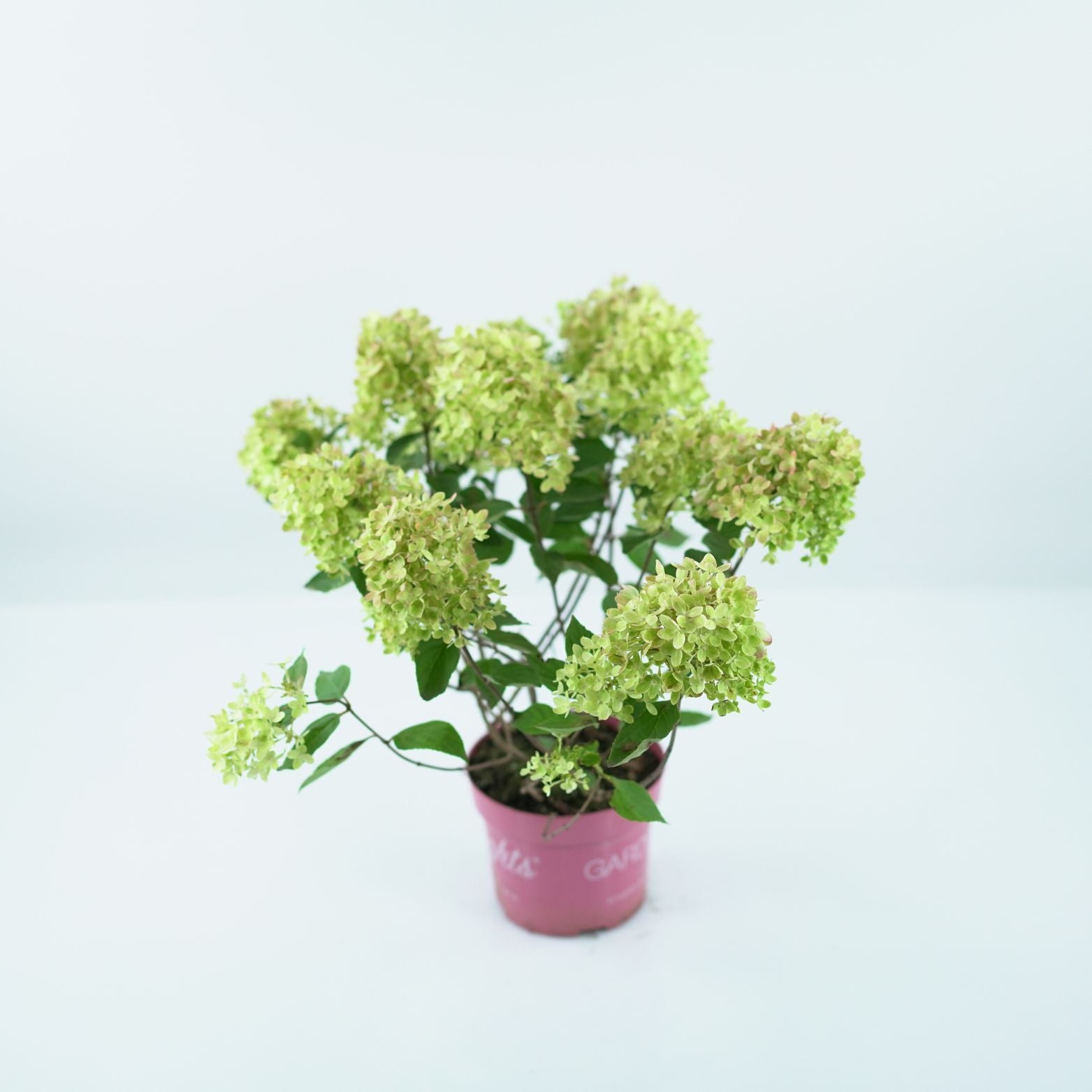 HYDRANGEA PANICULATA 'PINKLIGHT' Hortensja bukietowa