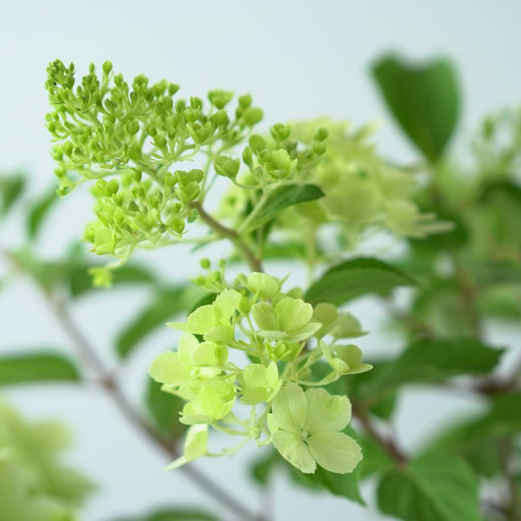 HYDRANGEA PANICULATA ‘POLAR BEAR’ Hortensja bukietowa