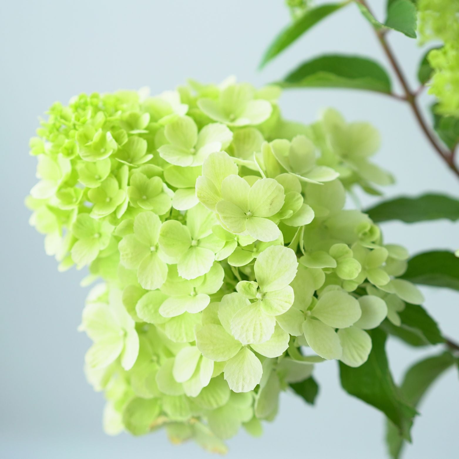 HYDRANGEA PANICULATA ‘POLAR BEAR’ Hortensja bukietowa