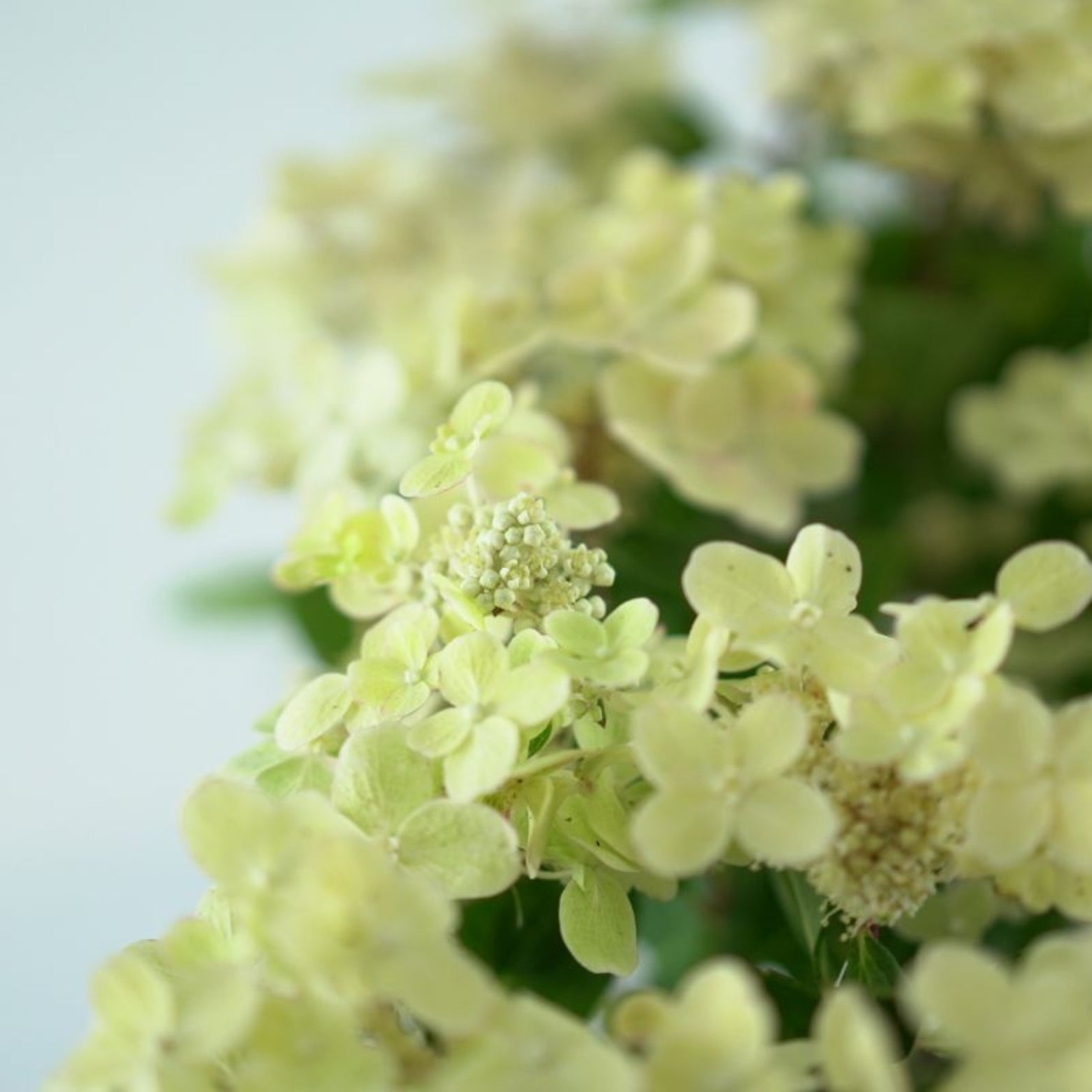 HYDRANGEA PANICULATA 'SWITCH OPHELIA' Hortensja bukietowa