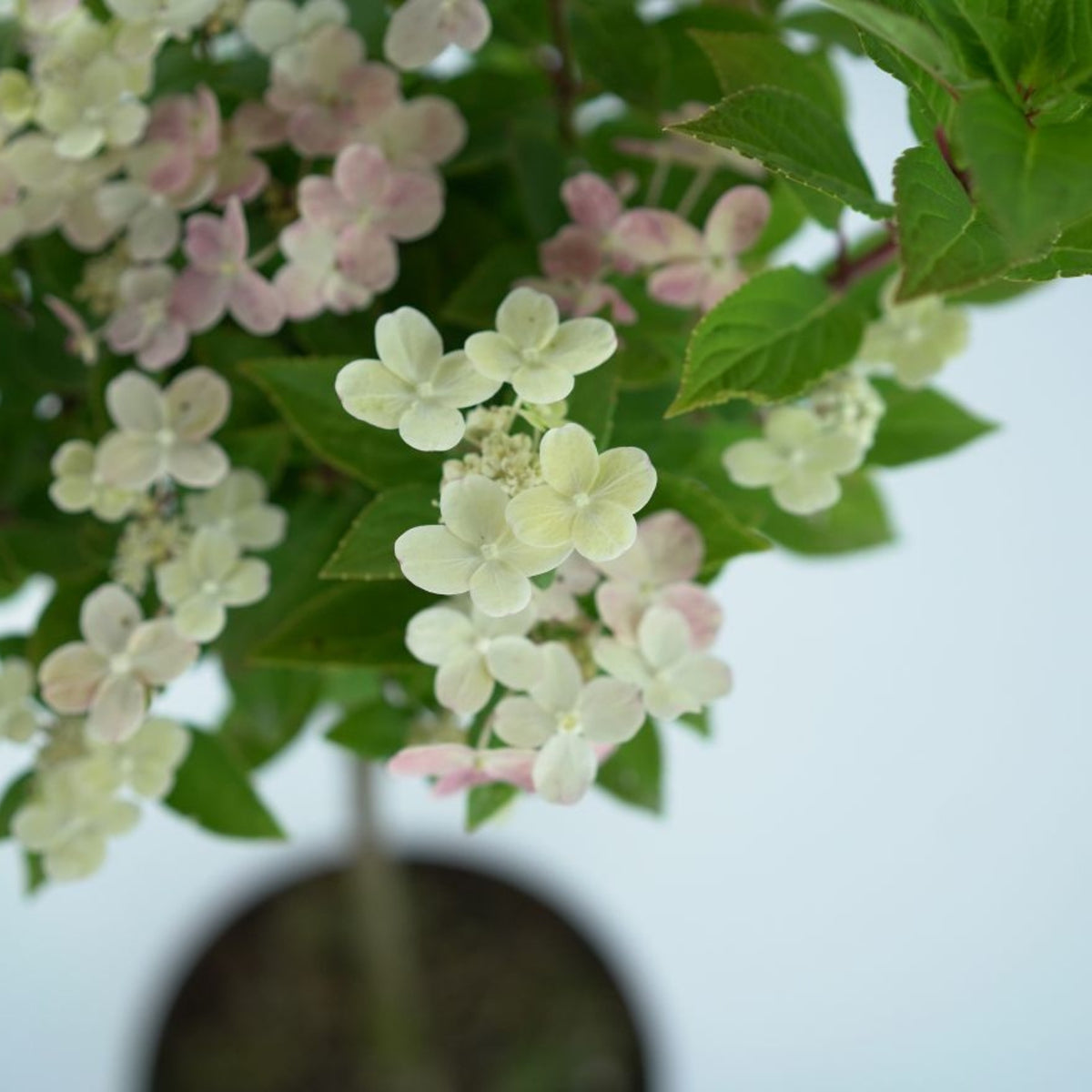 Hydrangea Switch HYDRANGEA PANICULATA 'SWITCH OPHELIA' - Bukietowa Hortensja – Hortorus
