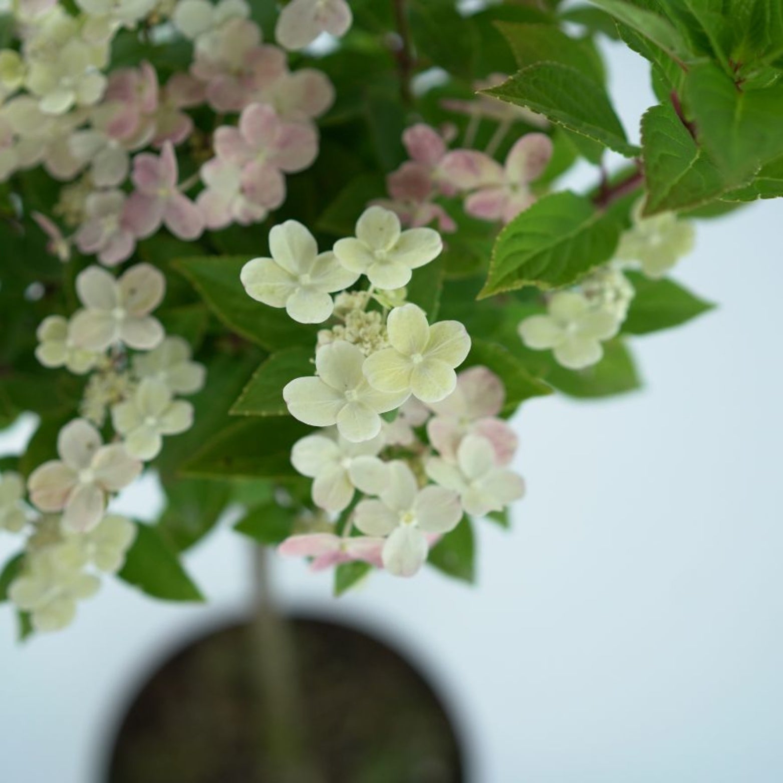 HYDRANGEA PANICULATA 'SWITCH OPHELIA' Hortensja bukietowa