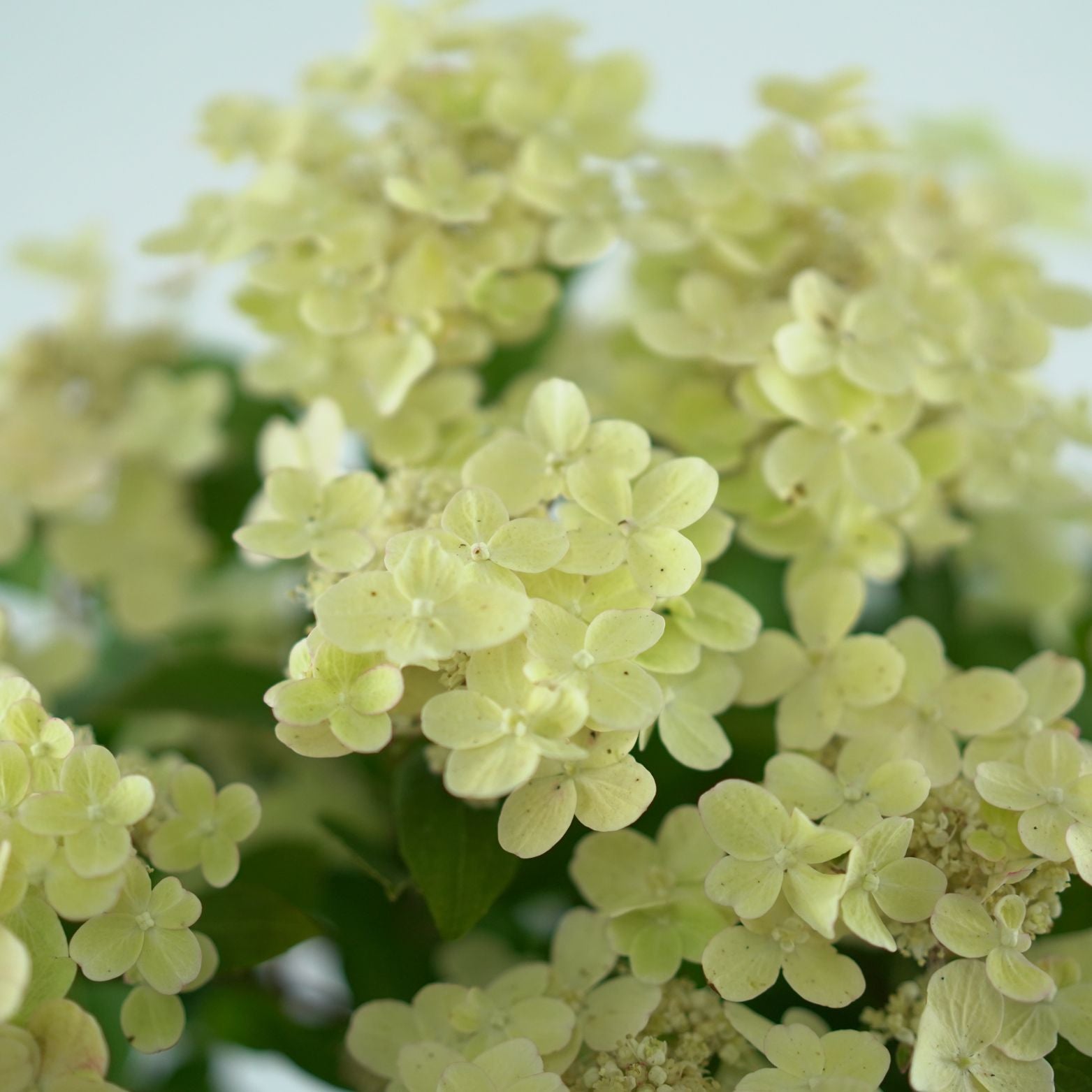 HYDRANGEA PANICULATA 'SWITCH OPHELIA' Hortensja bukietowa