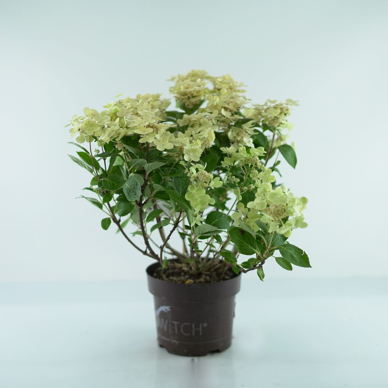 HYDRANGEA PANICULATA 'SWITCH OPHELIA' Hortensja bukietowa