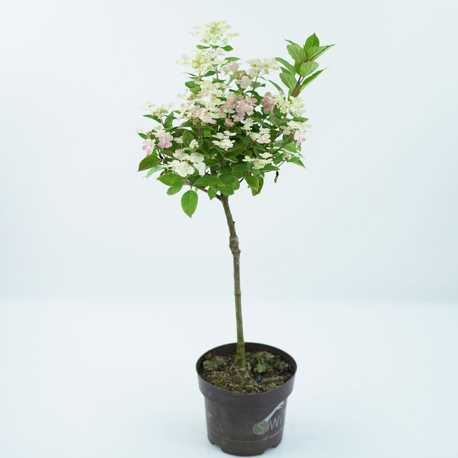 HYDRANGEA PANICULATA 'SWITCH OPHELIA' Hortensja bukietowa