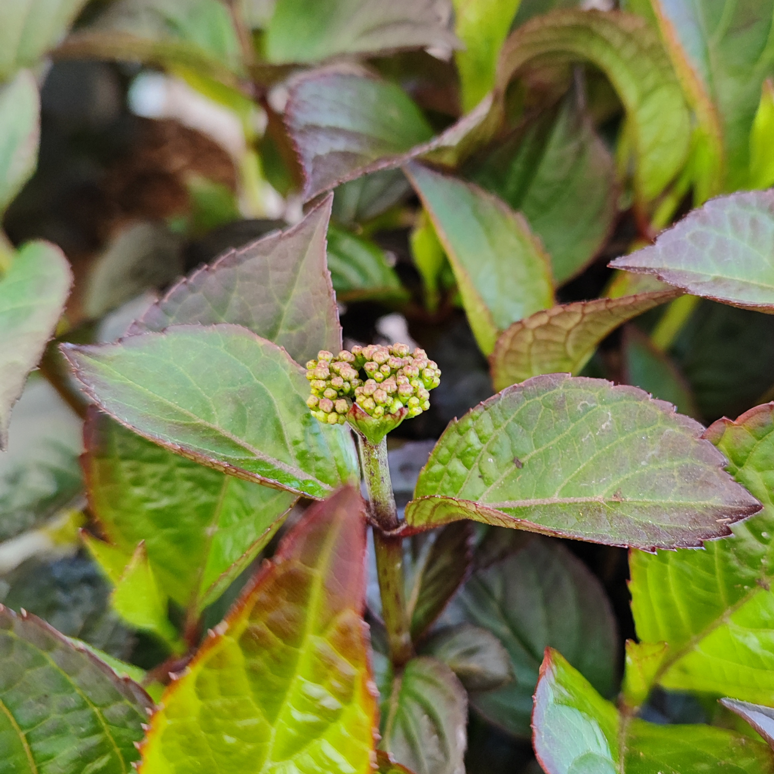 HYDRANGEA SERRATA 'DAREDEVIL' Hortensja piłkowana
