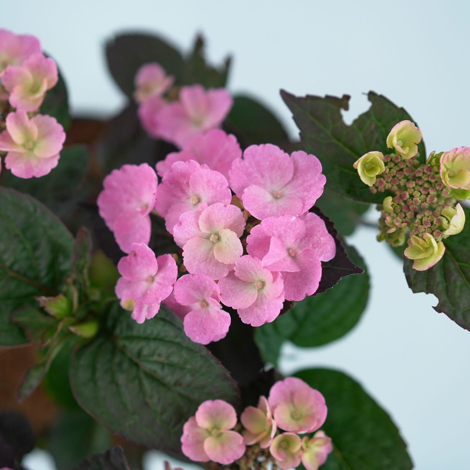 HYDRANGEA SERRATA 'DARE DEVIL' Hortensja piłkowana