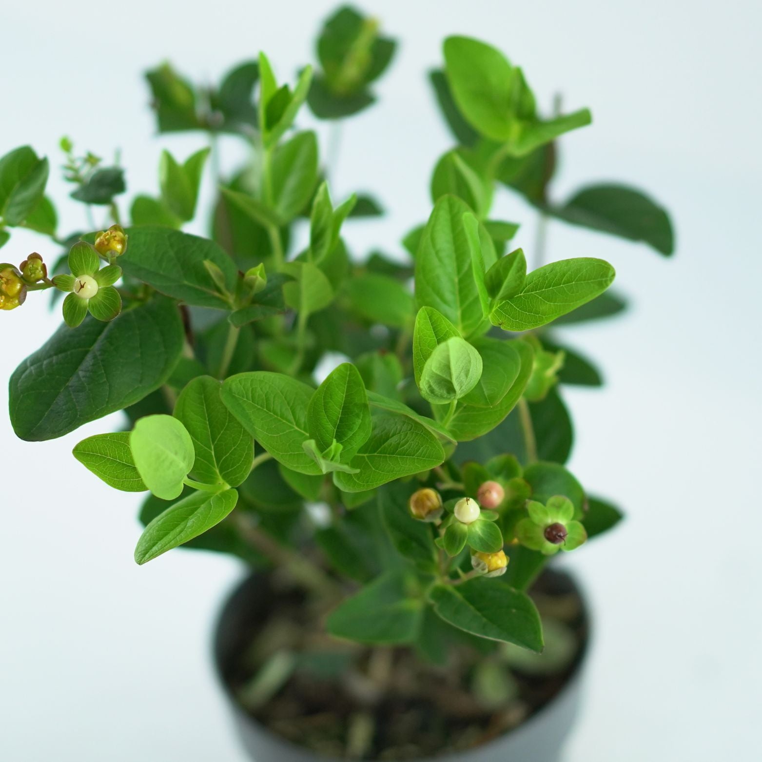 HYPERICUM INODORUM 'MIRACLE' Dziurawiec bezwonny