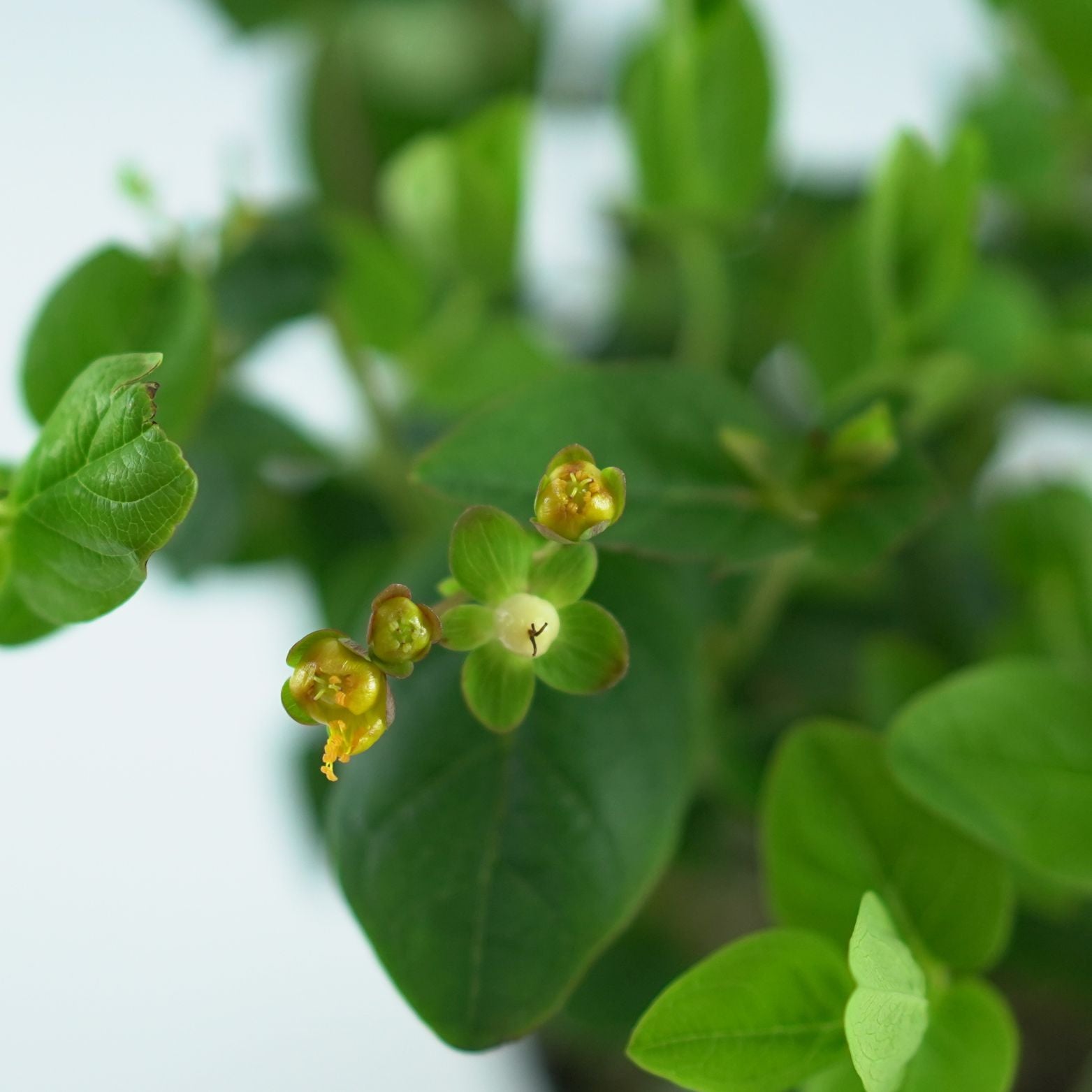 HYPERICUM INODORUM 'MIRACLE' Dziurawiec bezwonny