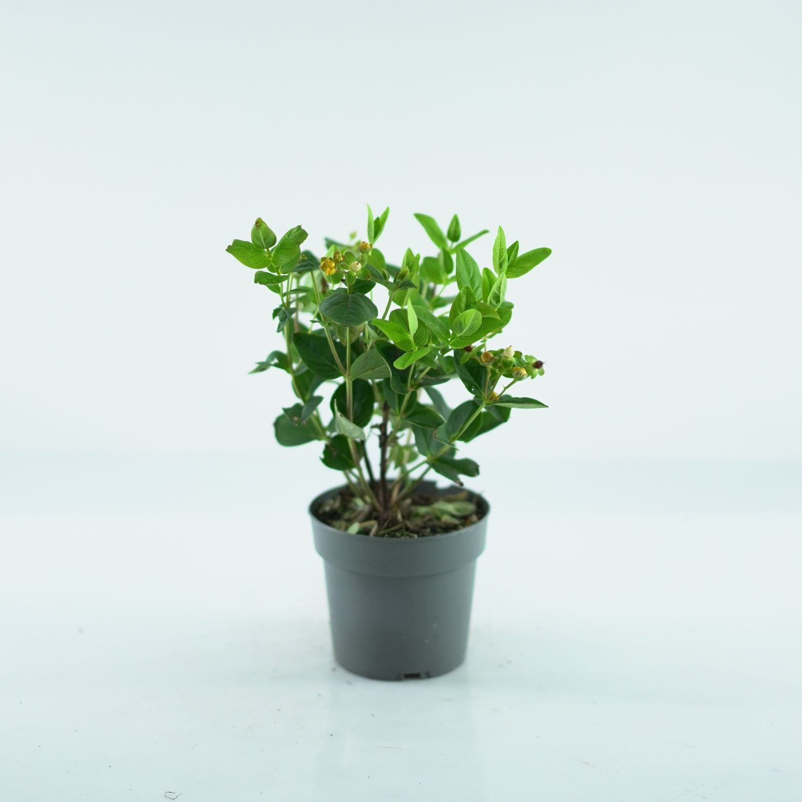 HYPERICUM INODORUM 'MIRACLE' Dziurawiec bezwonny