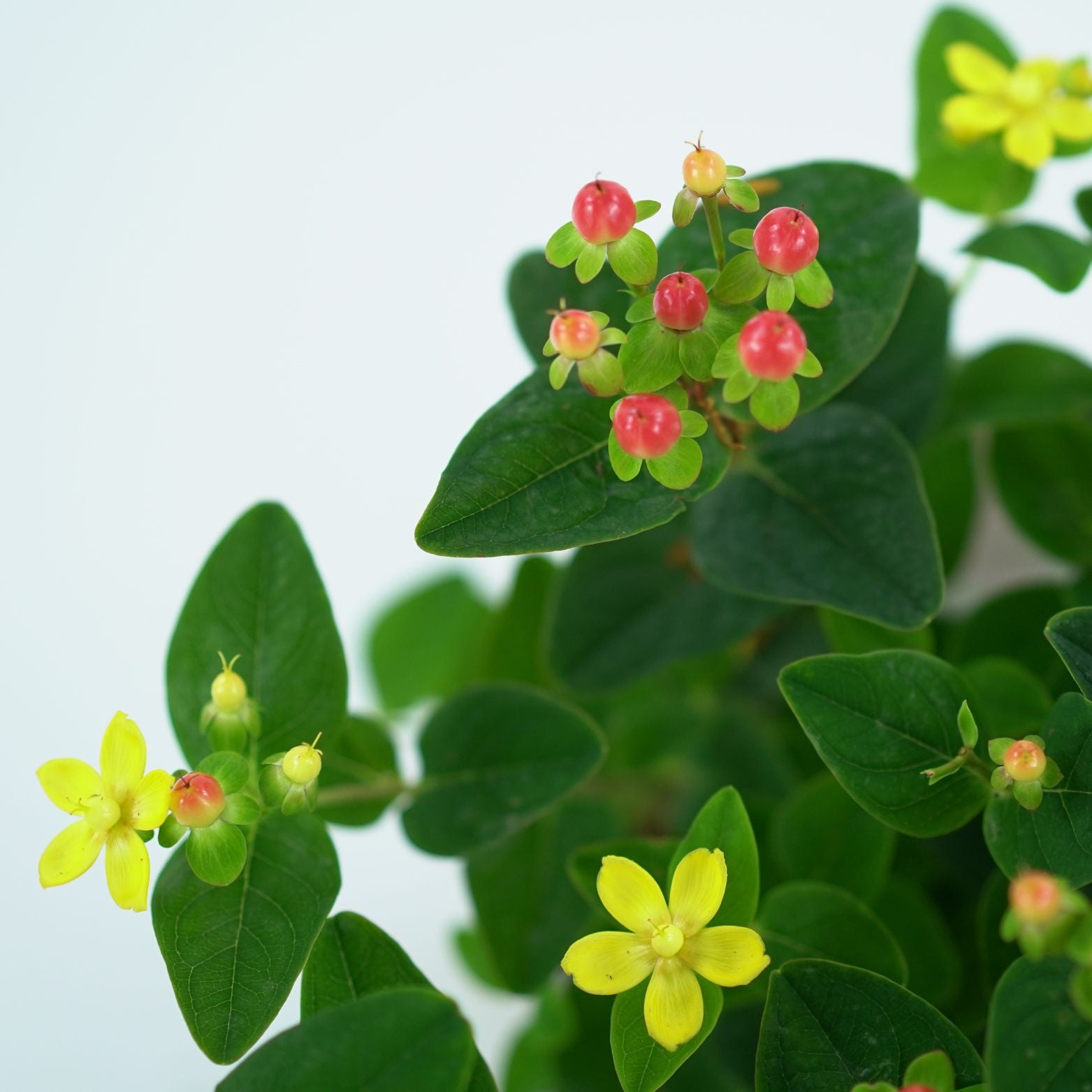 HYPERICUM INODORUM 'MIRACLE GRANDEUR' Dziurawiec bezwonny