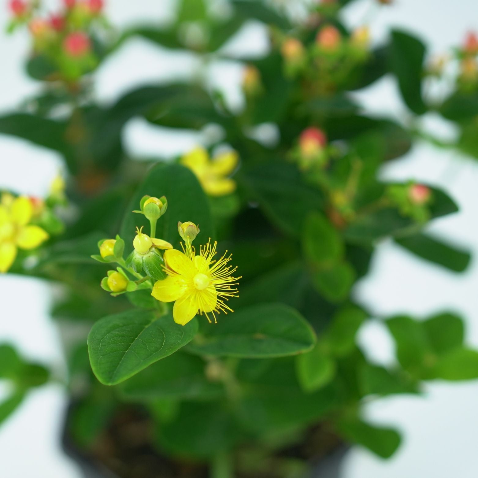 HYPERICUM INODORUM 'MIRACLE GRANDEUR' Dziurawiec bezwonny