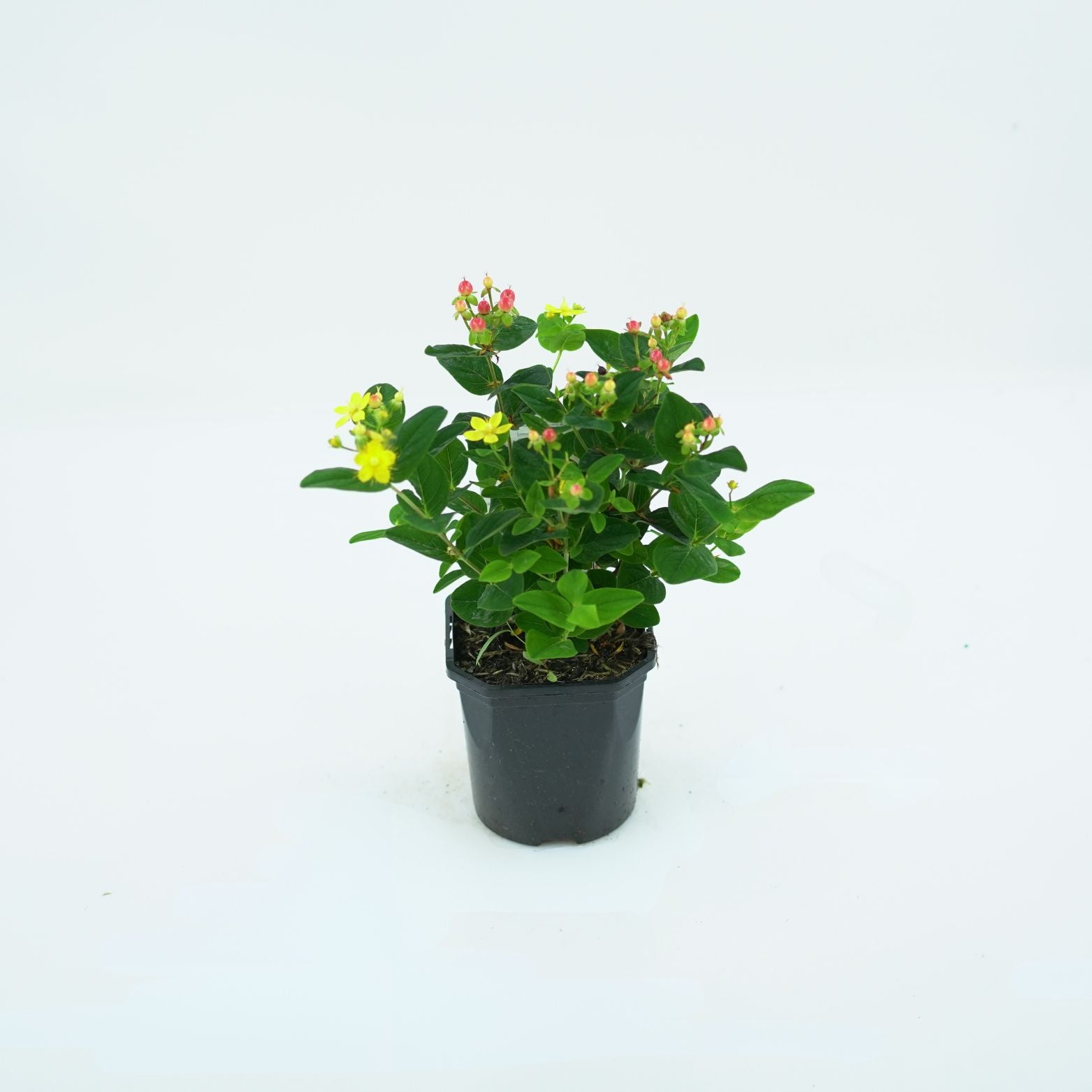 HYPERICUM INODORUM 'MIRACLE GRANDEUR' Dziurawiec bezwonny