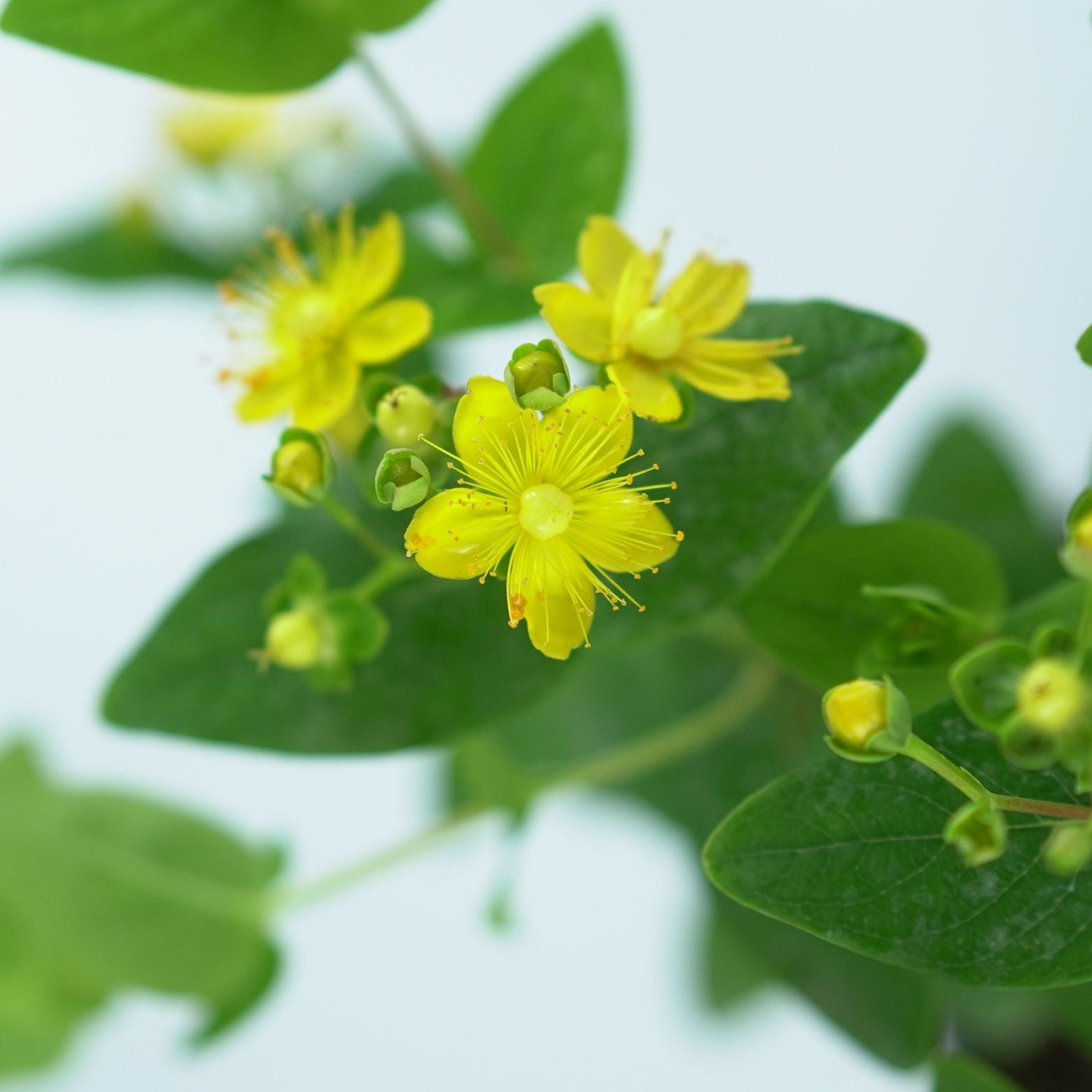 HYPERICUM INODRUM Dziurawiec bezwonny