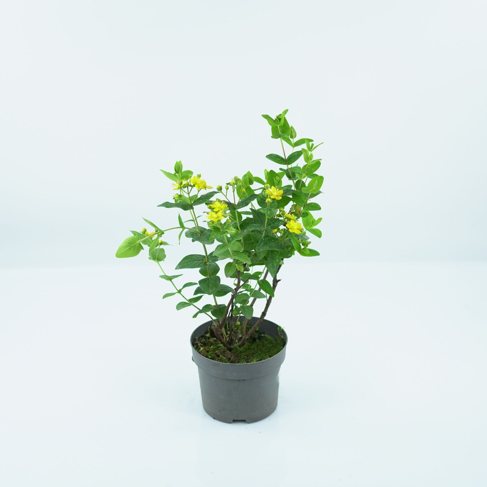 HYPERICUM INODRUM Dziurawiec bezwonny